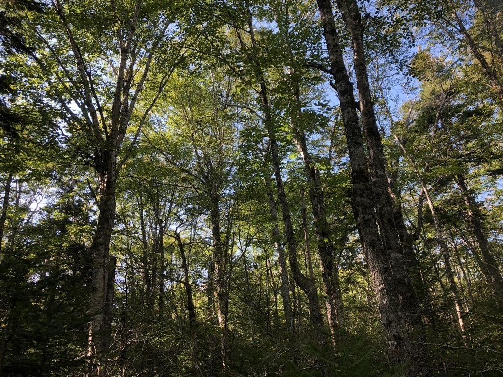 $1,999,000.00: Acreage NO 101 Highway, Ardoise