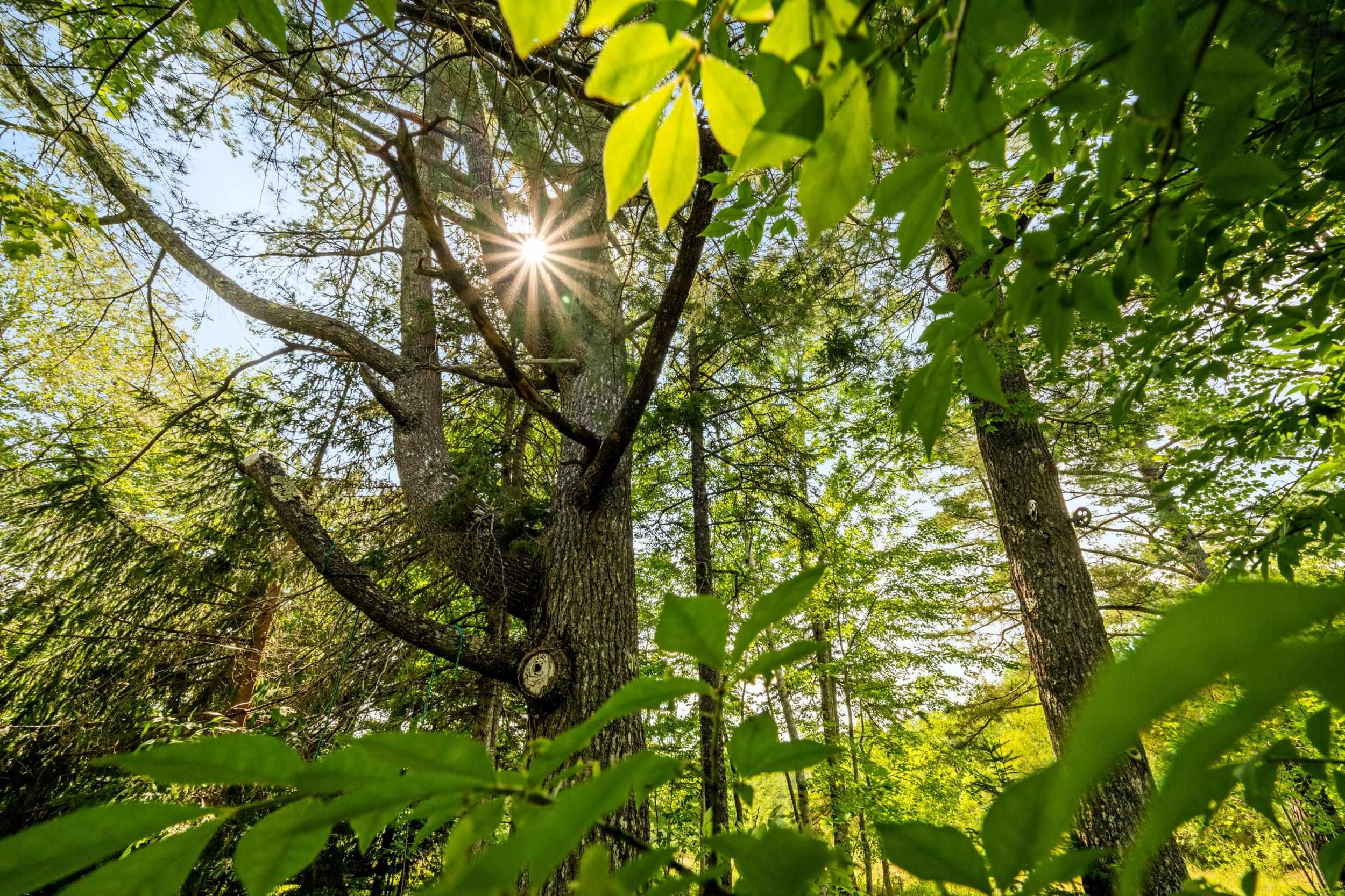 $1,499,999.00: 809 Horne Settlement Road, Enfield