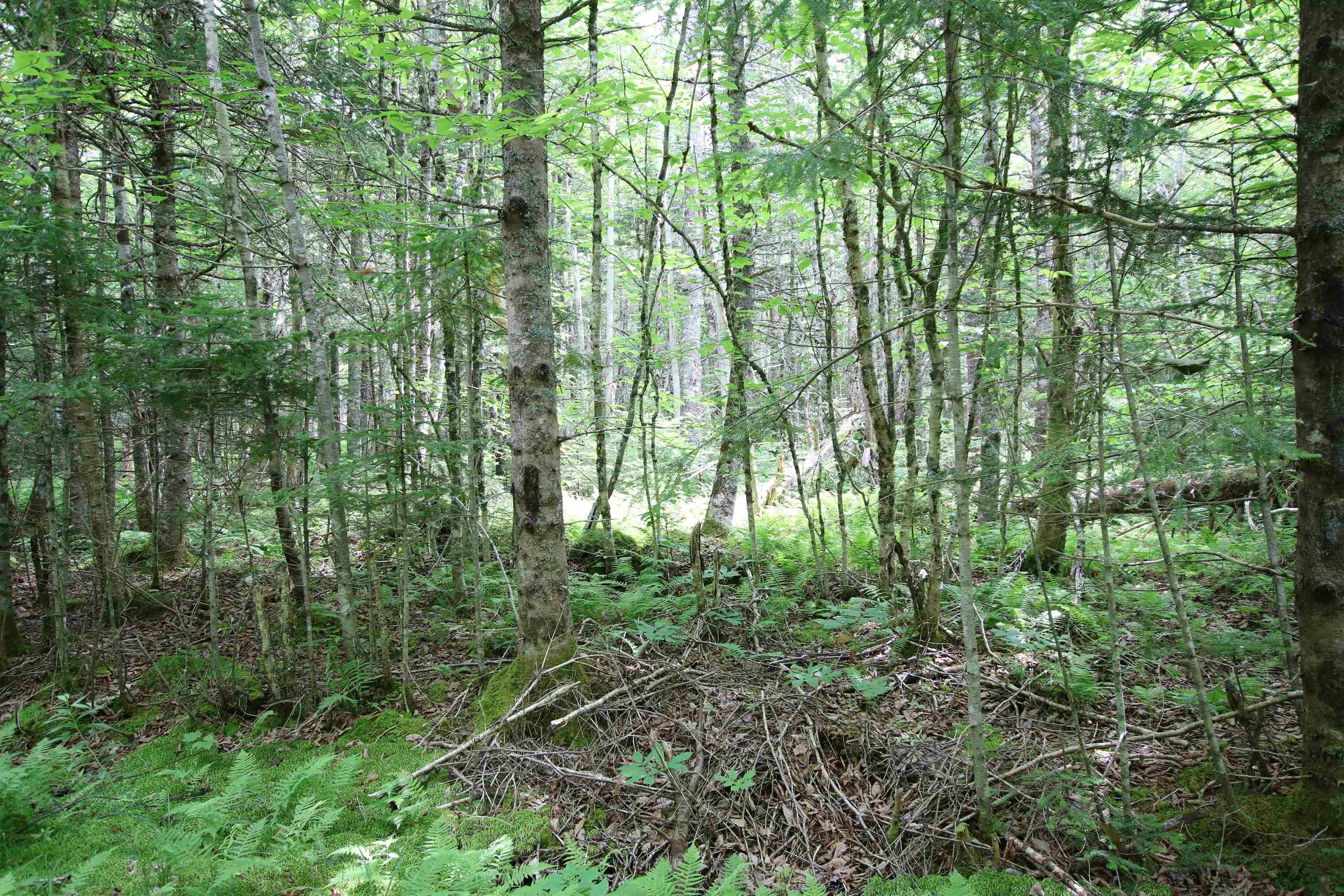 $33,900.00: Lot 1 Birch Road Branch, Ogden