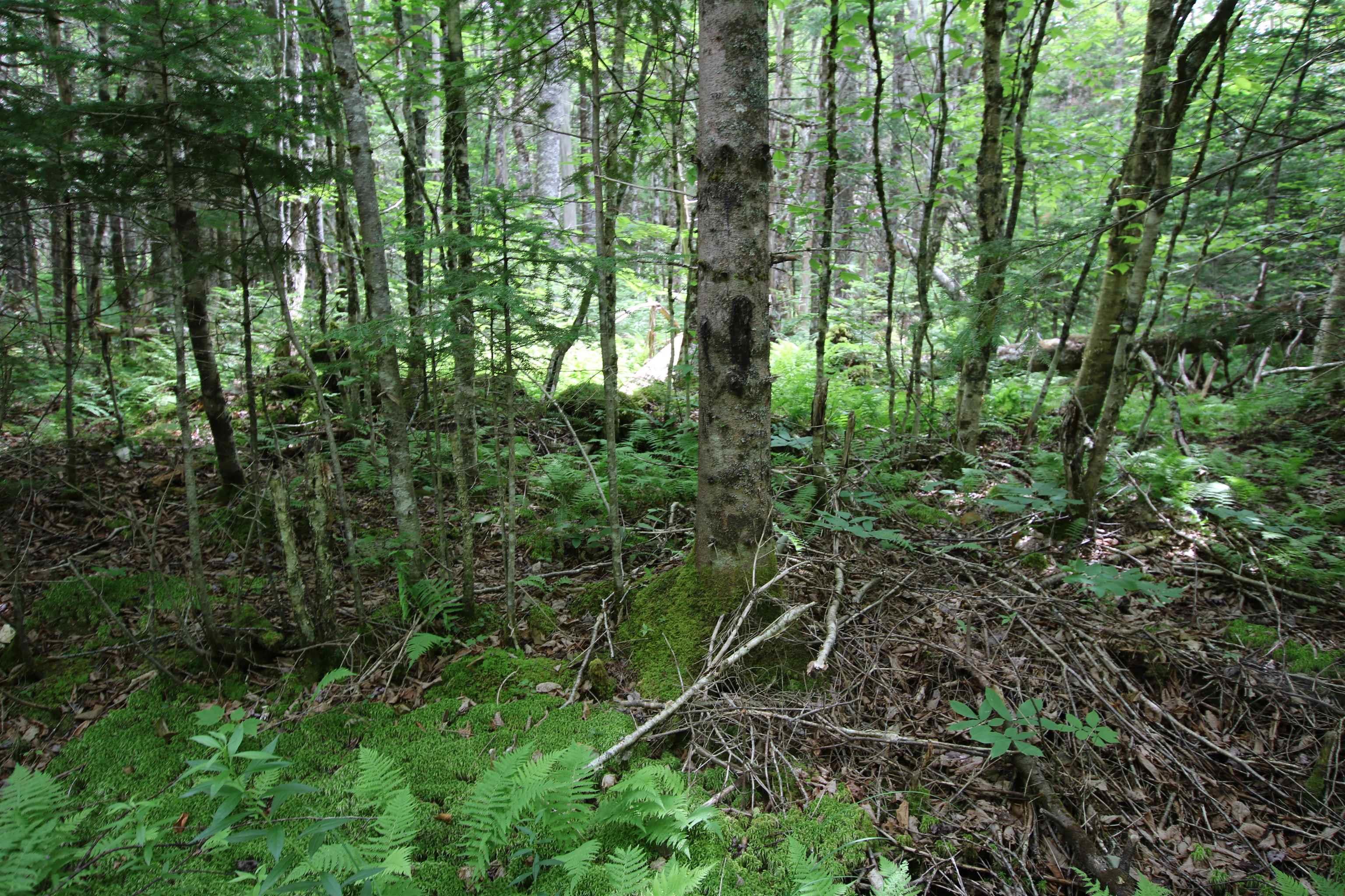 $33,900.00: Lot 1 Birch Road Branch, Ogden