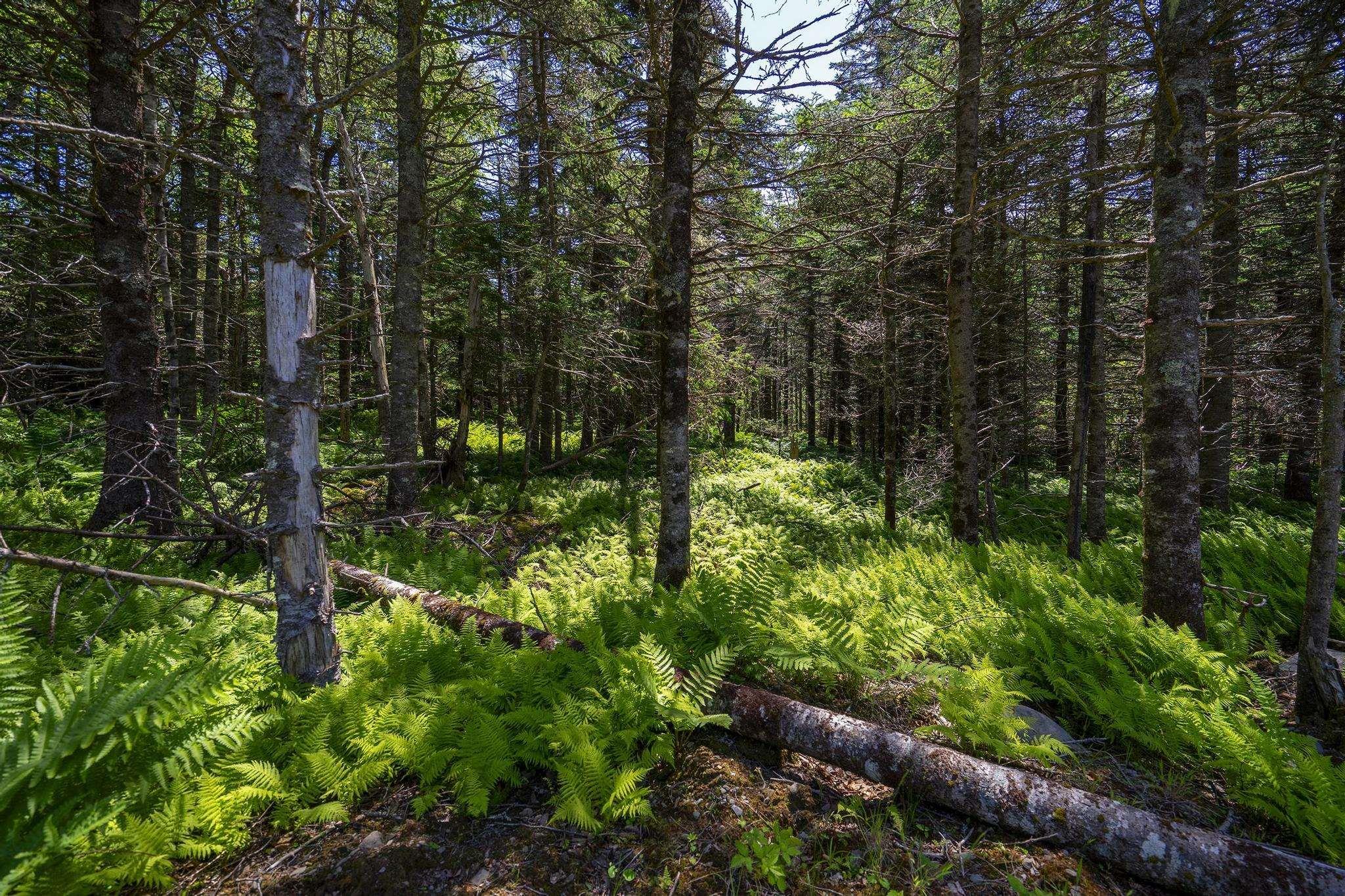 $75,000.00: 14 Killiam Forest Road, Ireton