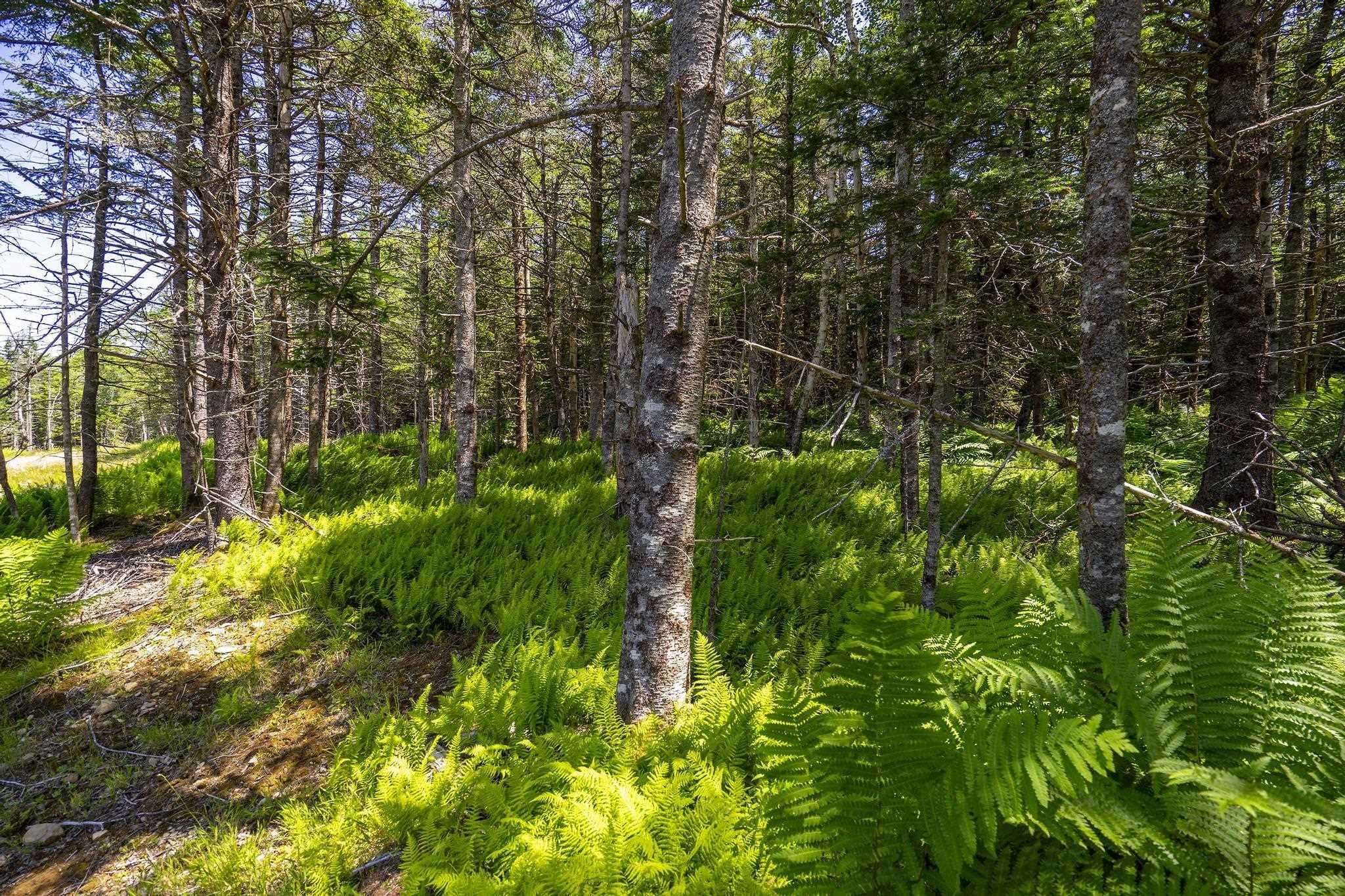 $75,000.00: 14 Killiam Forest Road, Ireton