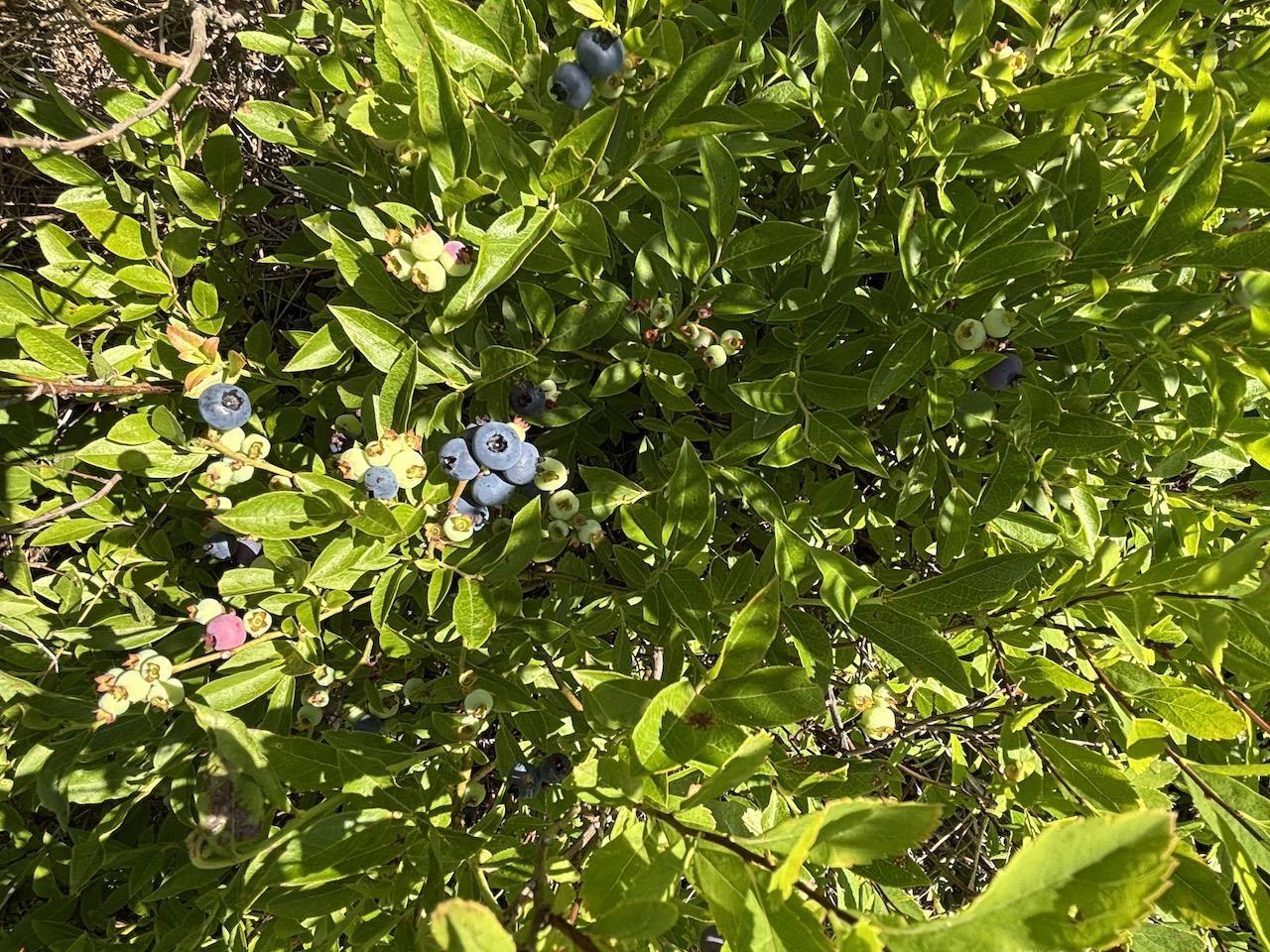 $29,900.00: Hunter Road, Wentworth