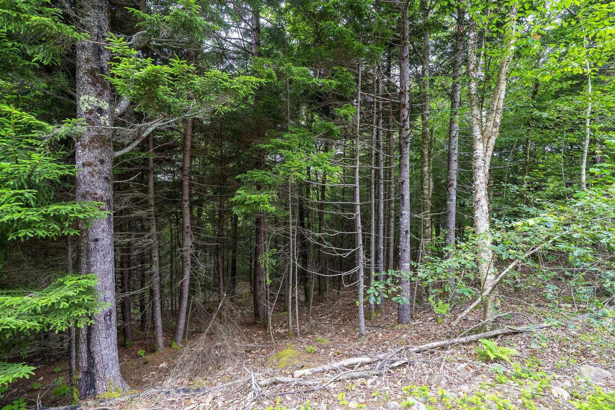 $55,000.00: Lot 4 Highway 1, Grosses Coques