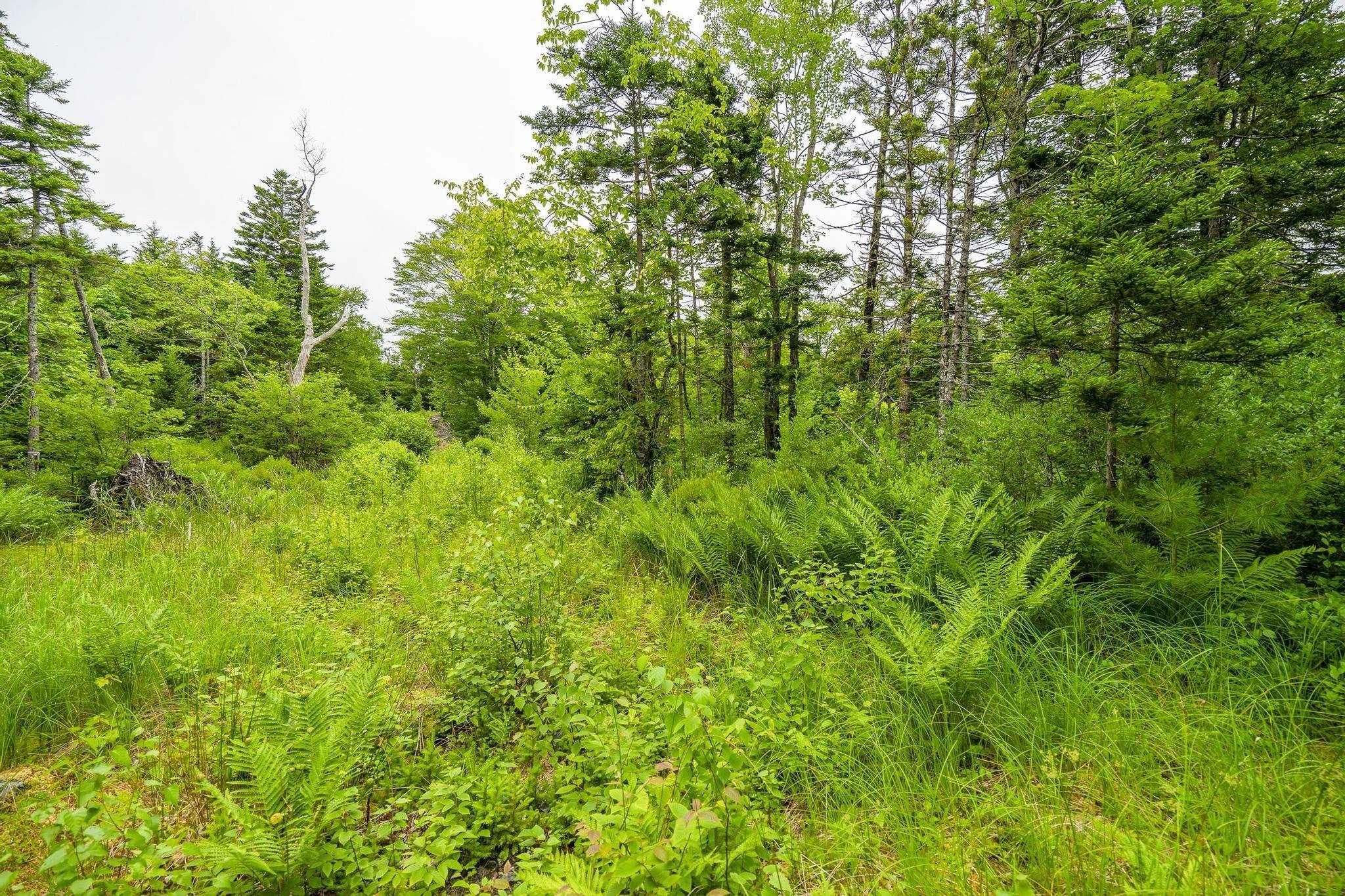 $55,000.00: Lot 4 Highway 1, Grosses Coques
