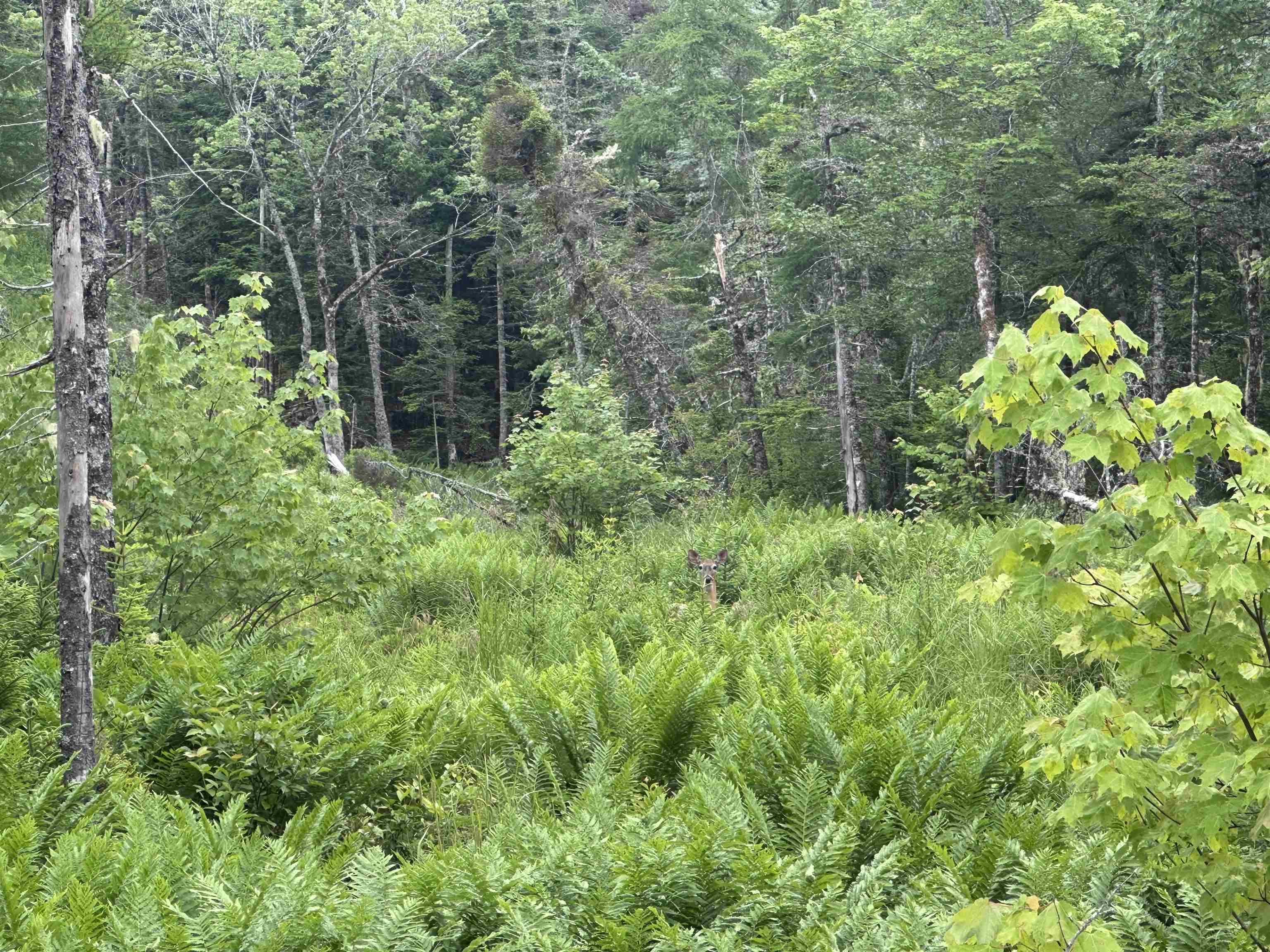 $49,900.00: 9660 Highway 7, Head Of Jeddore