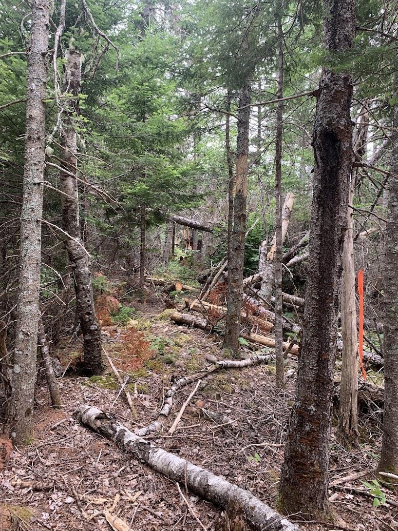 $74,000.00: VVR Lot 6 Hunter Road, West Wentworth