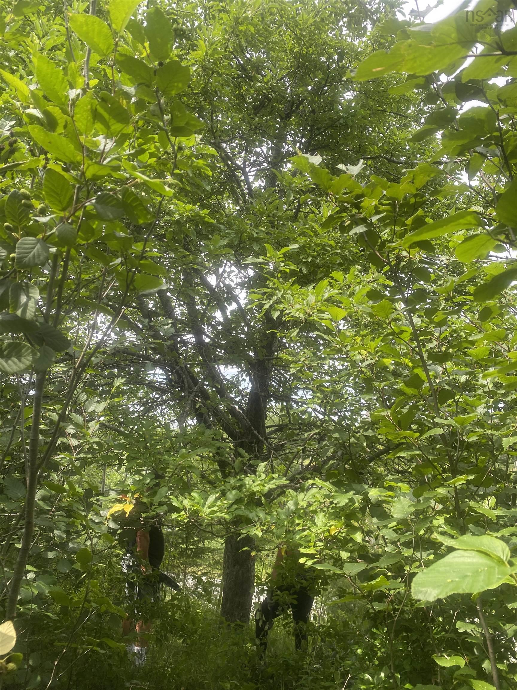 $29,900.00: Lot Cornwall Road, Lower Cornwall