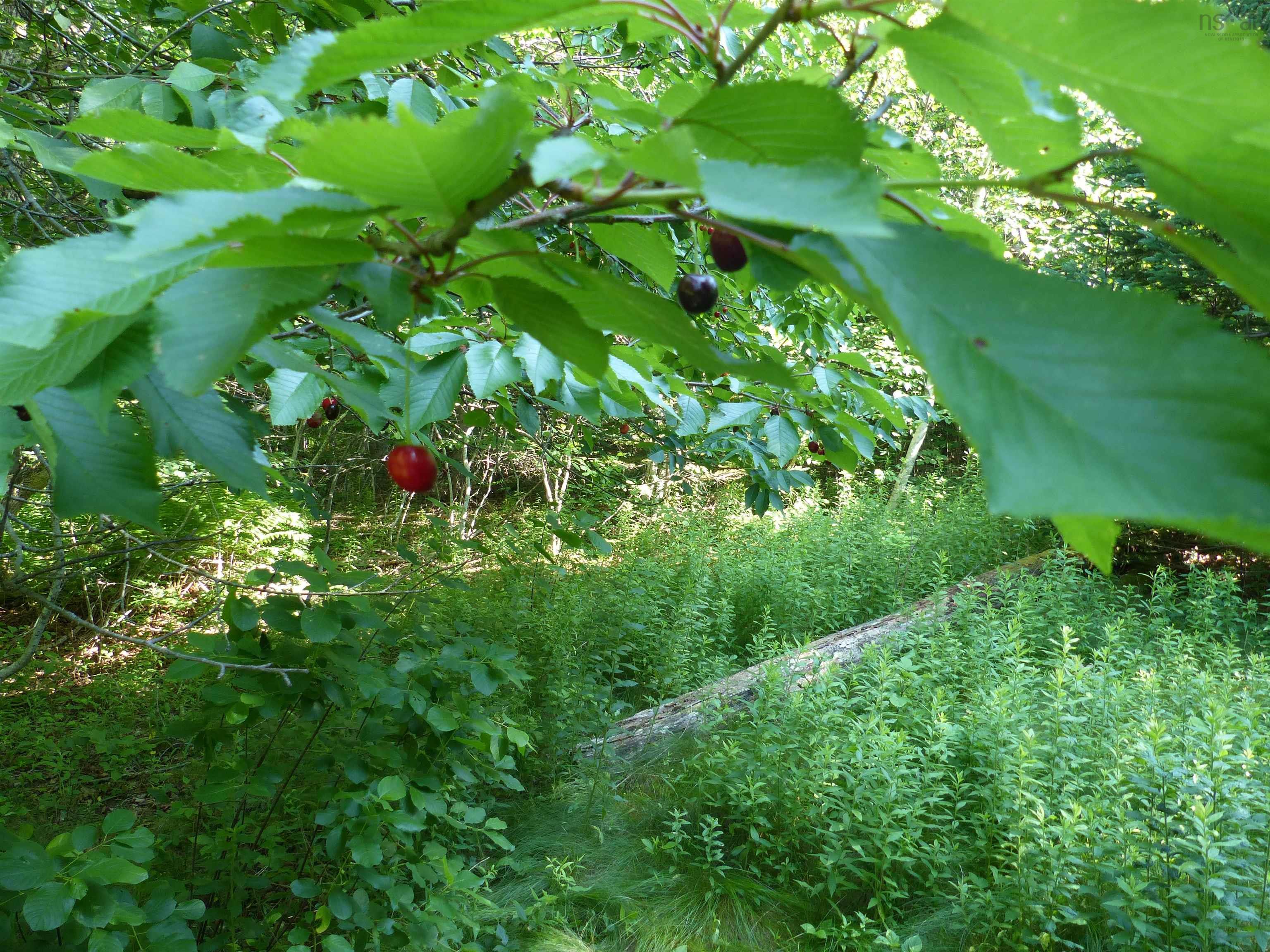 $119,000.00: Lot 1 Highway 1, Clementsport