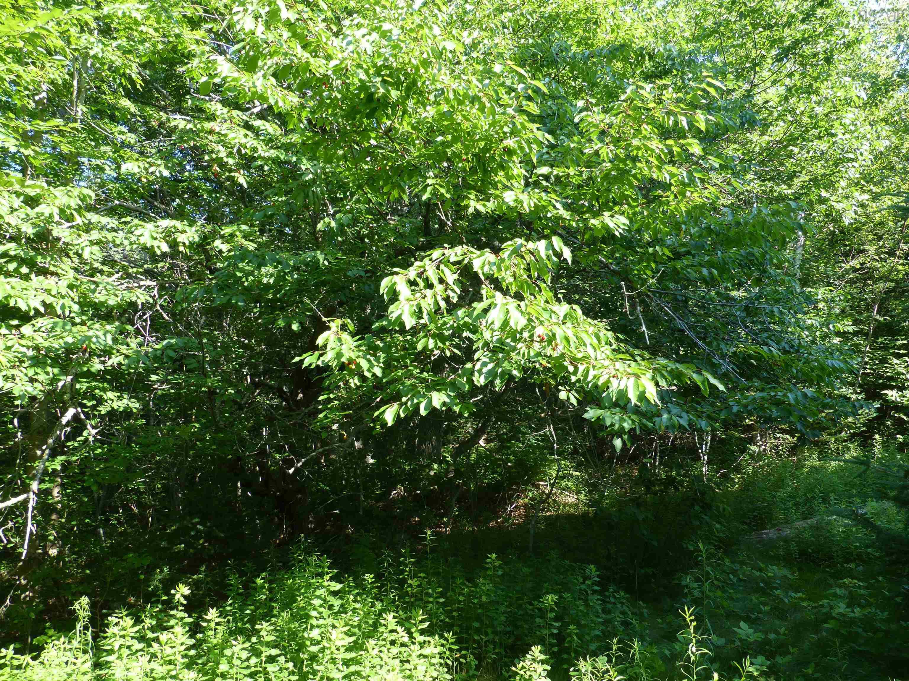 $119,000.00: Lot 1 Highway 1, Clementsport