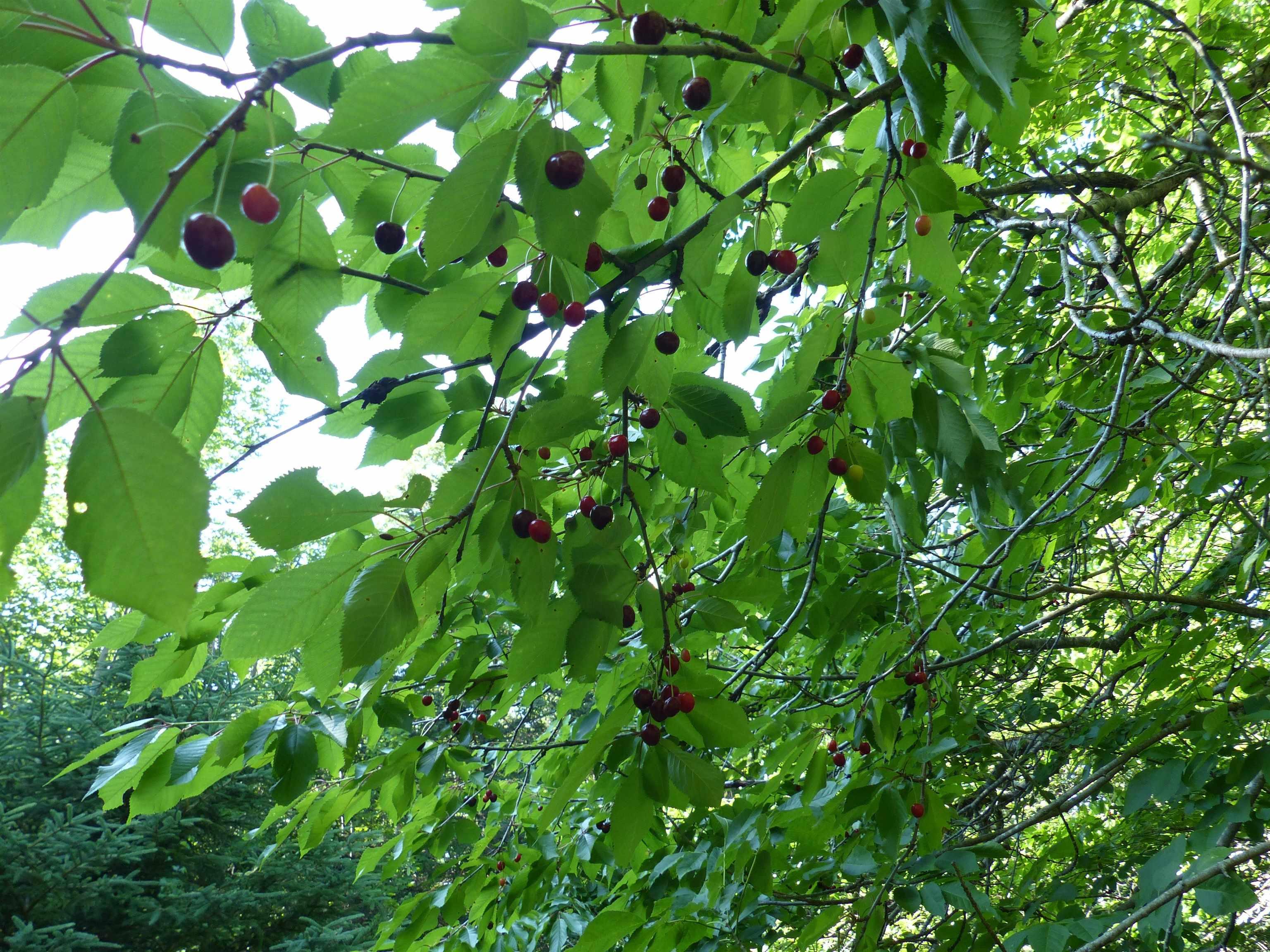 $119,000.00: Lot 1 Highway 1, Clementsport