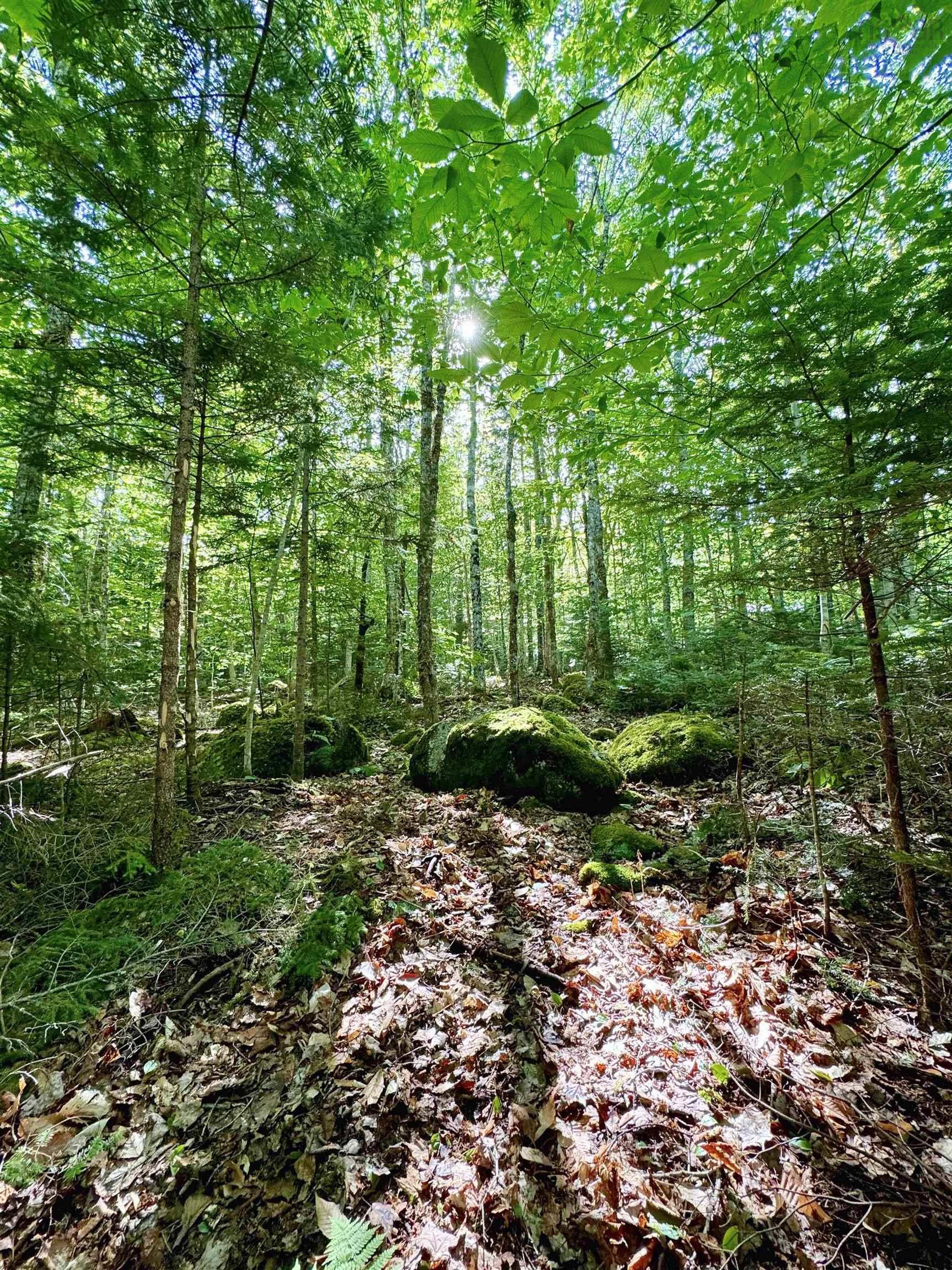 $199,500.00: Lot 40 Cliff Road, New Russell