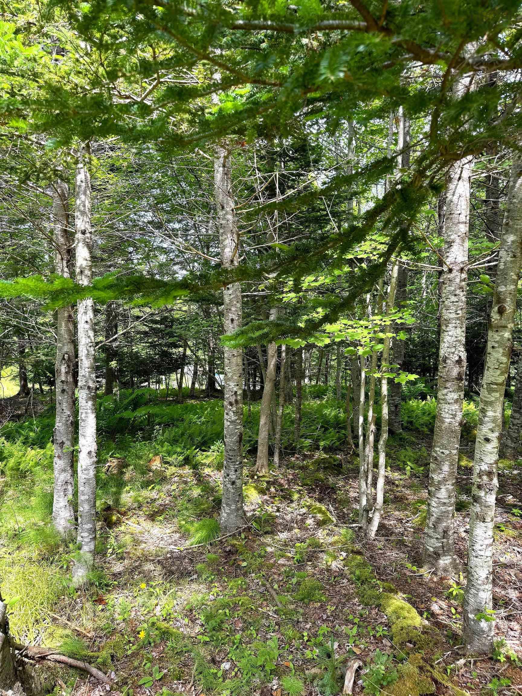 $69,950.00: Nature Dream Boulevard, Roberta