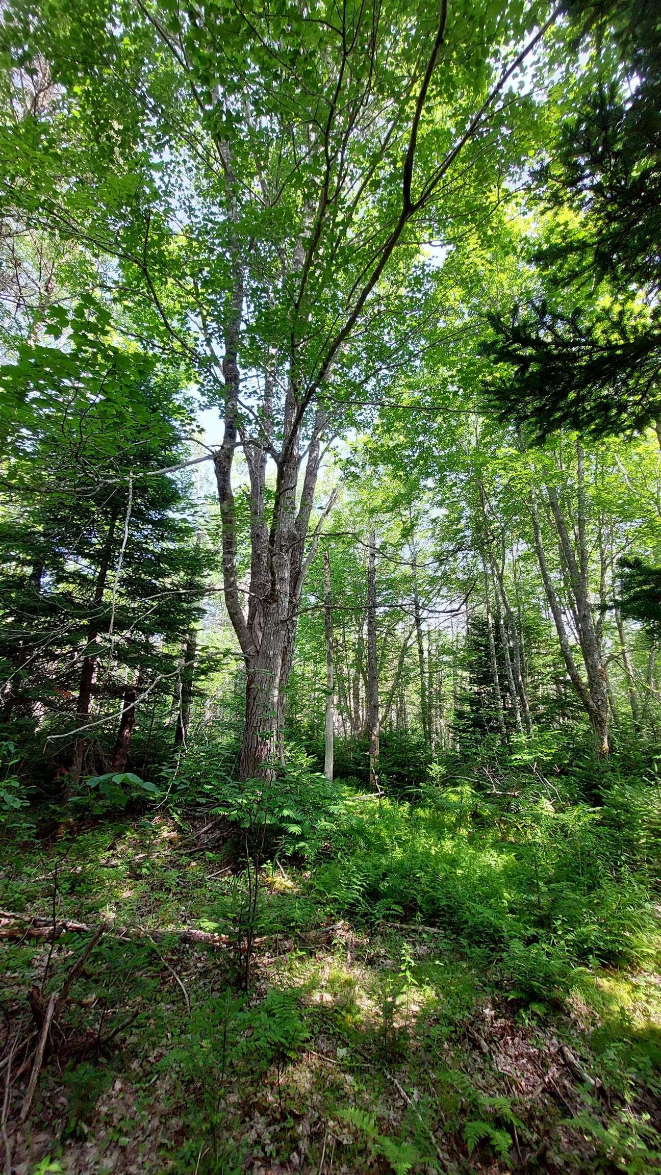 $29,000.00: Lot 5 Tranquil Shore Rd, Marshes (West Bay)