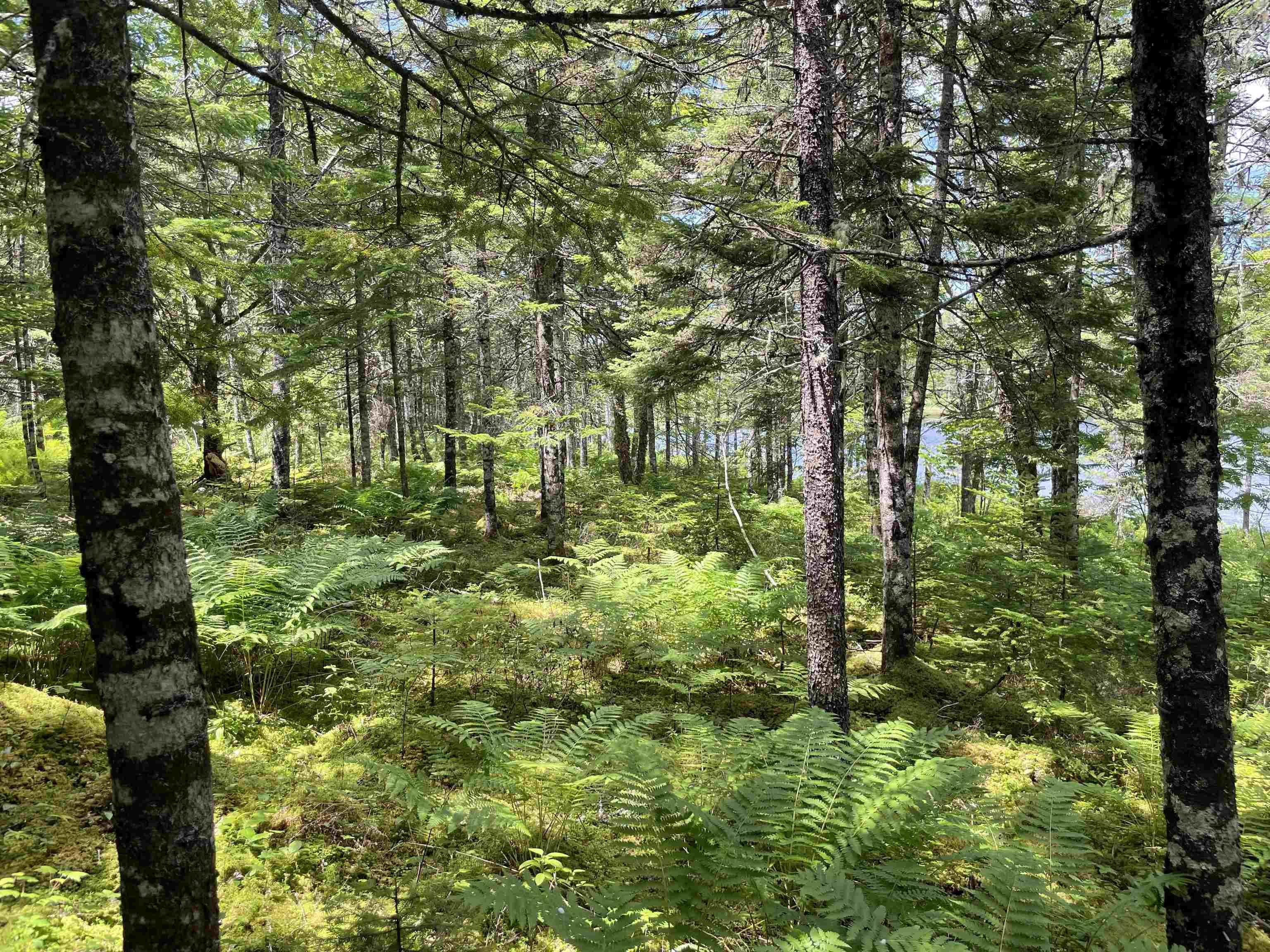 $39,900.00: Lot 2 Westside Loch Lomond Road, Loch Lomond