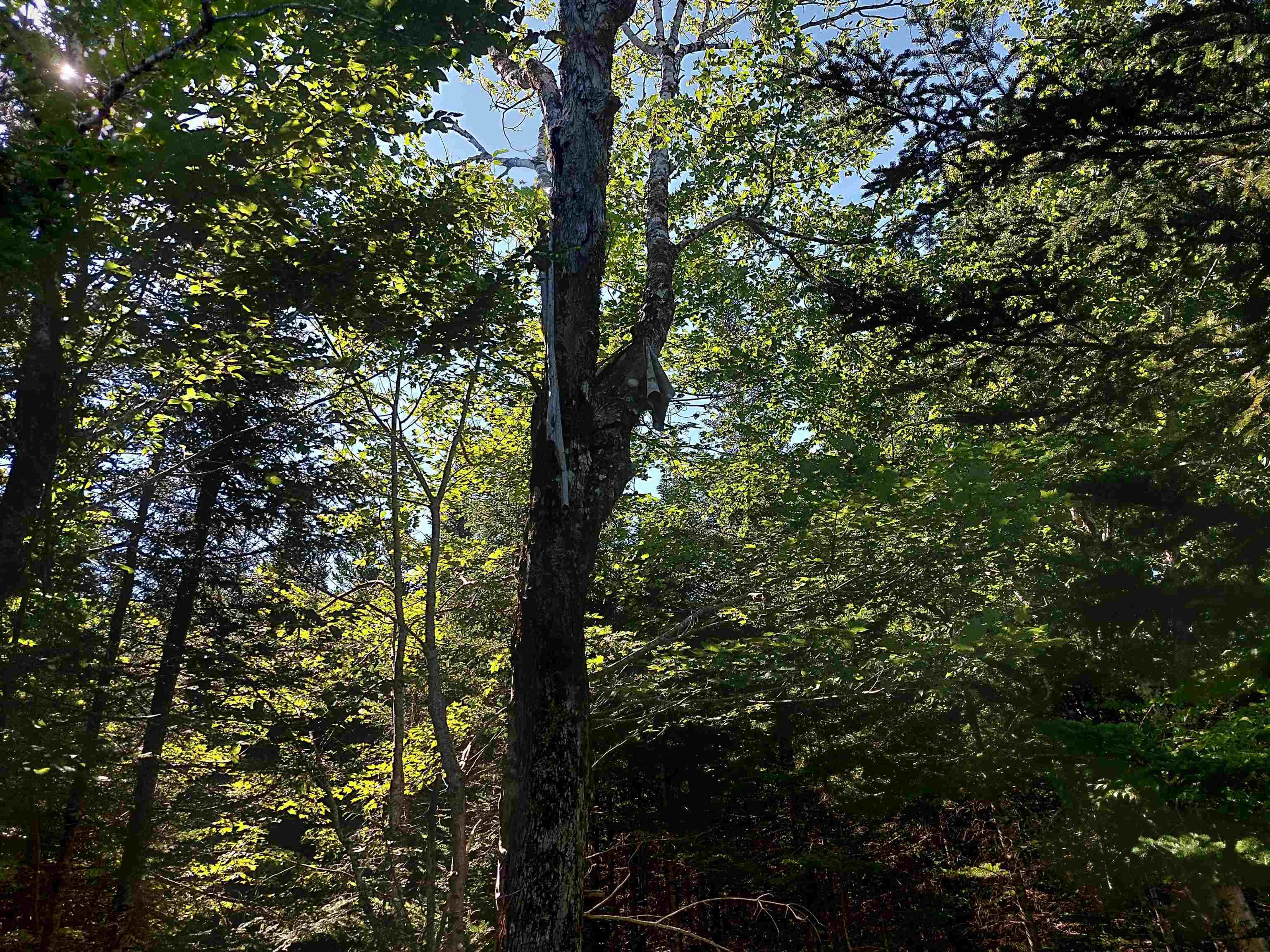 $55,000.00: 45 Joanne Langford Dr, French Road