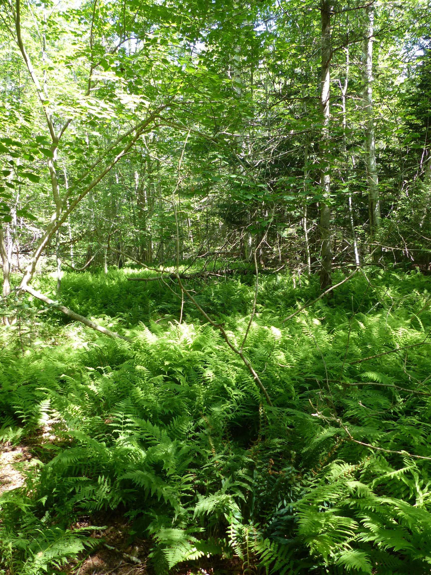 $129,900.00: Lot 2 Highway 1, Clementsport