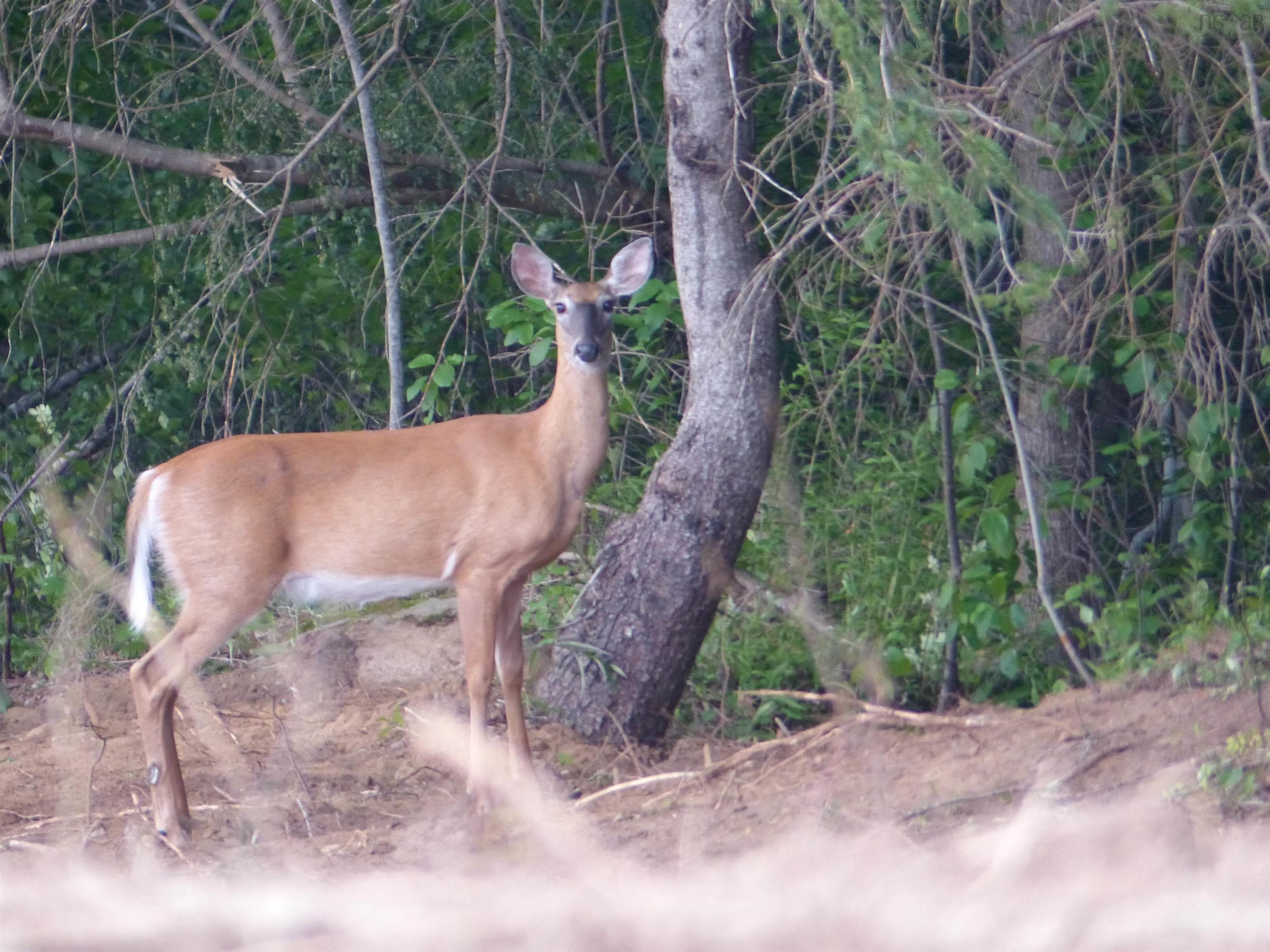 $129,900.00: Lot 2 Highway 1, Clementsport