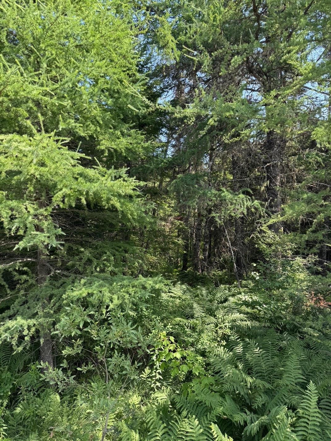 $19,500.00: Lot 54 Highway 4, Kempt Road, Cleveland