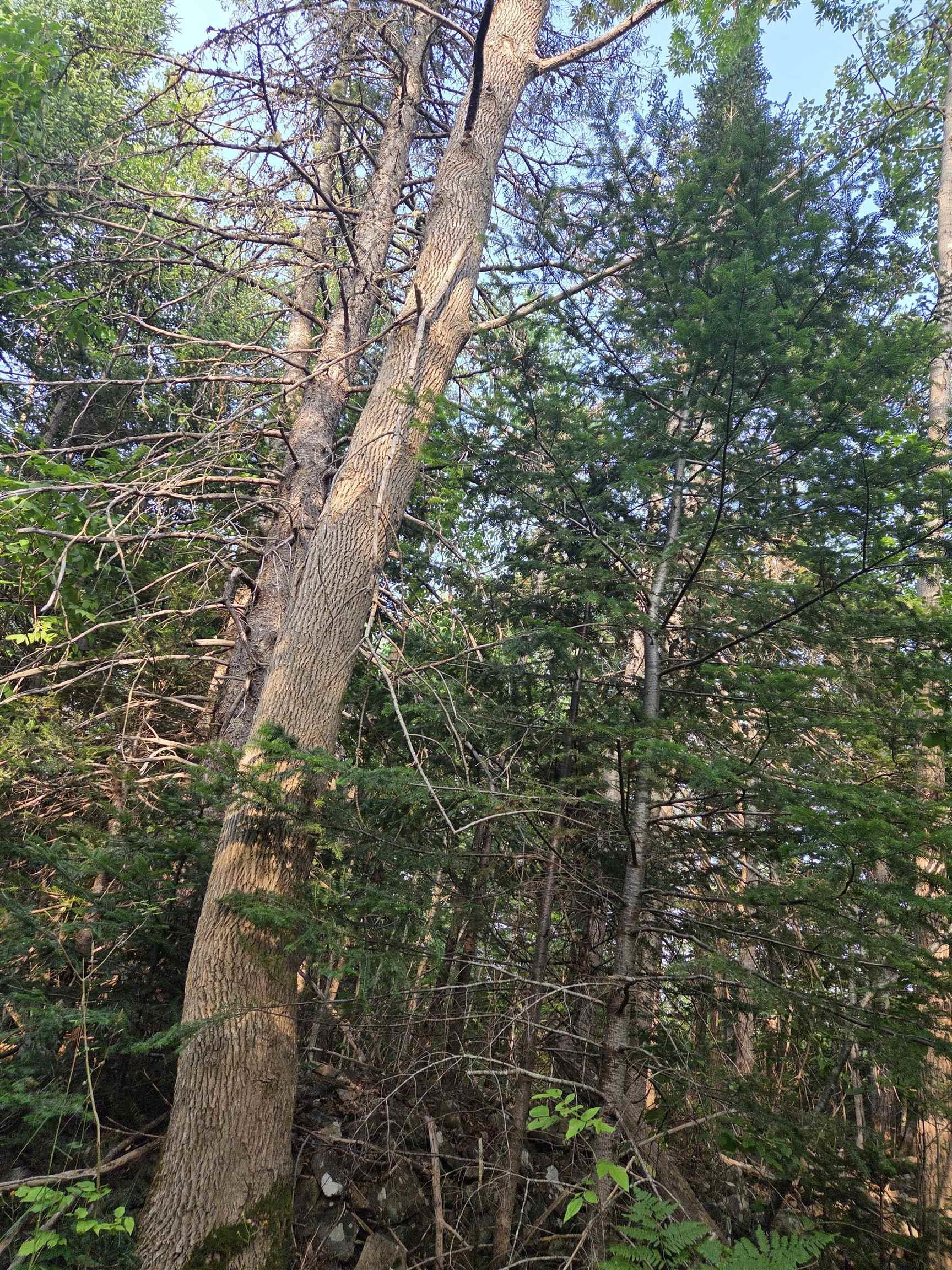 $59,000.00: 100 Oldham Mines Road, Oldham