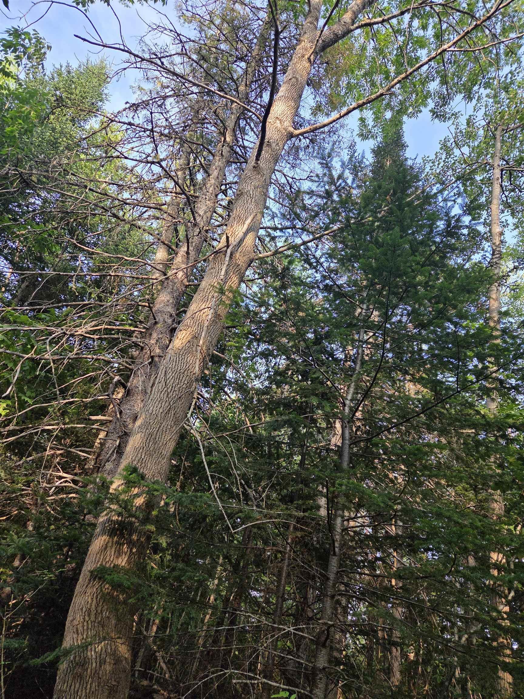 $59,000.00: 100 Oldham Mines Road, Oldham