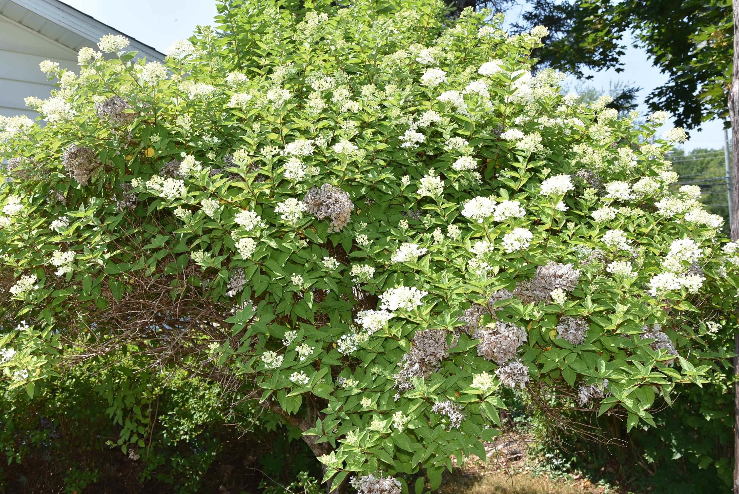 $284,500.00: 25 Acadia Street, Middleton