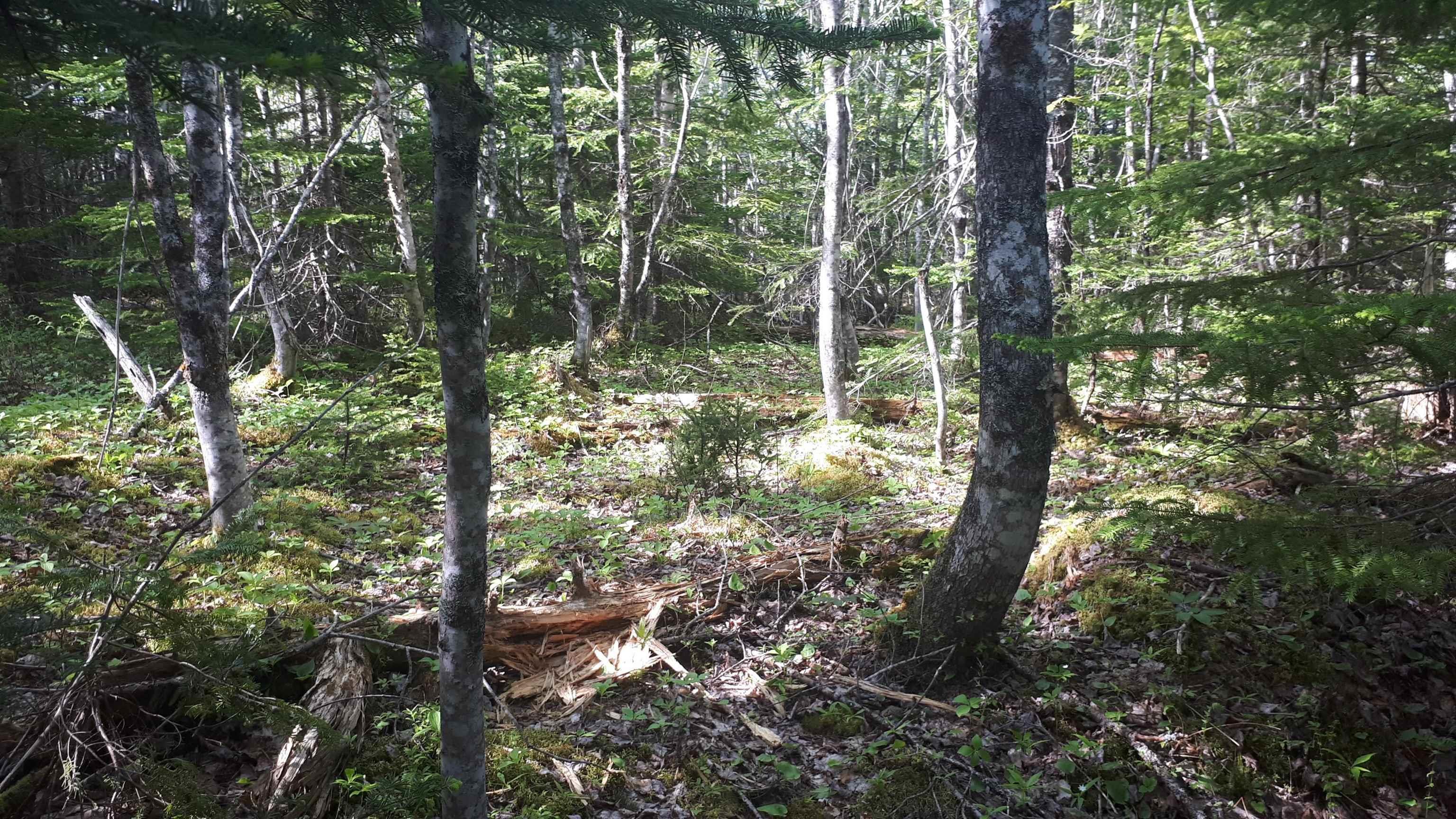 $25,000.00: Lot 15 Walkerville Rd.,, Walkerville