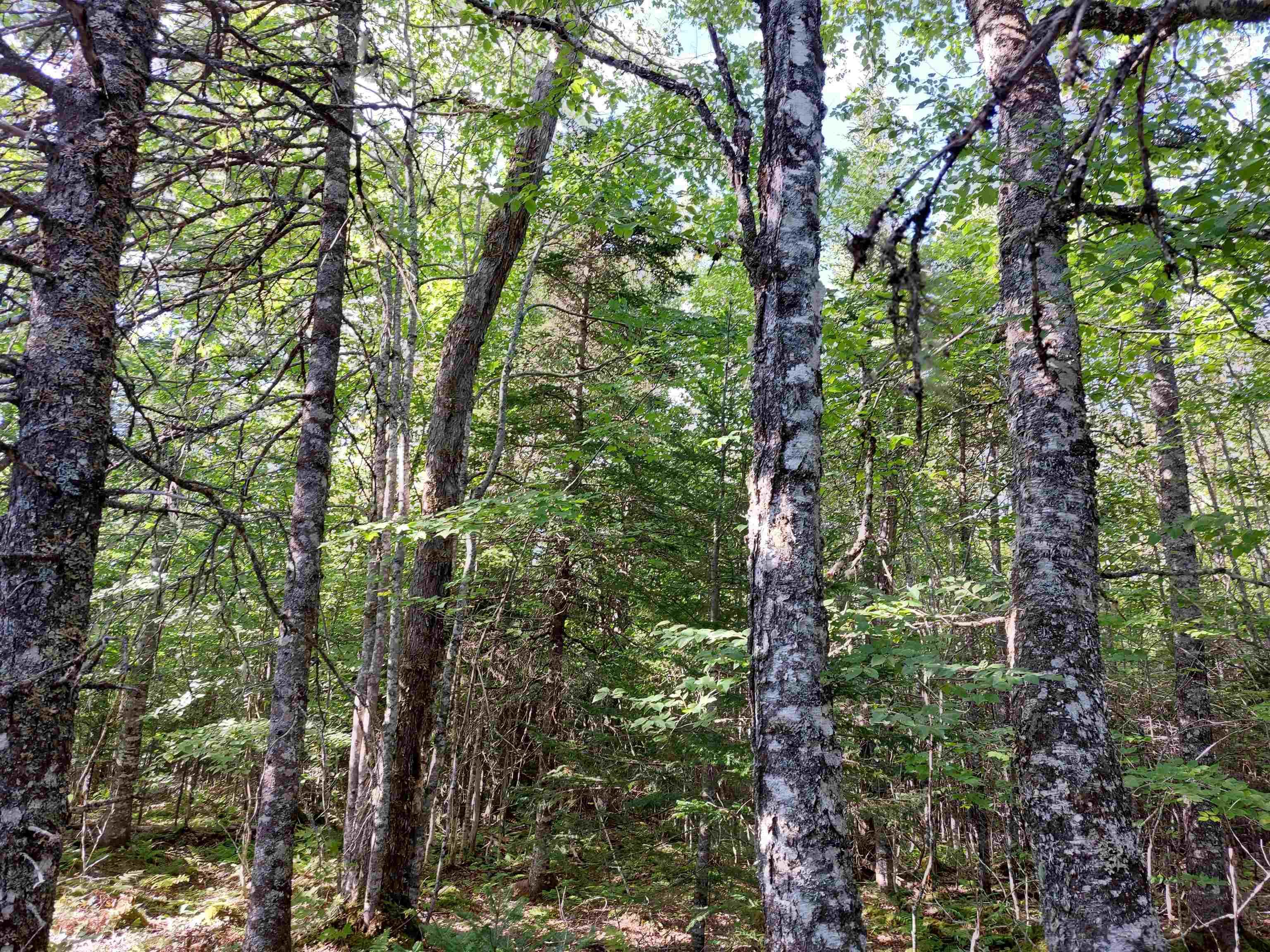 $25,000.00: Lot 16 Walkerville Rd., Walkerville