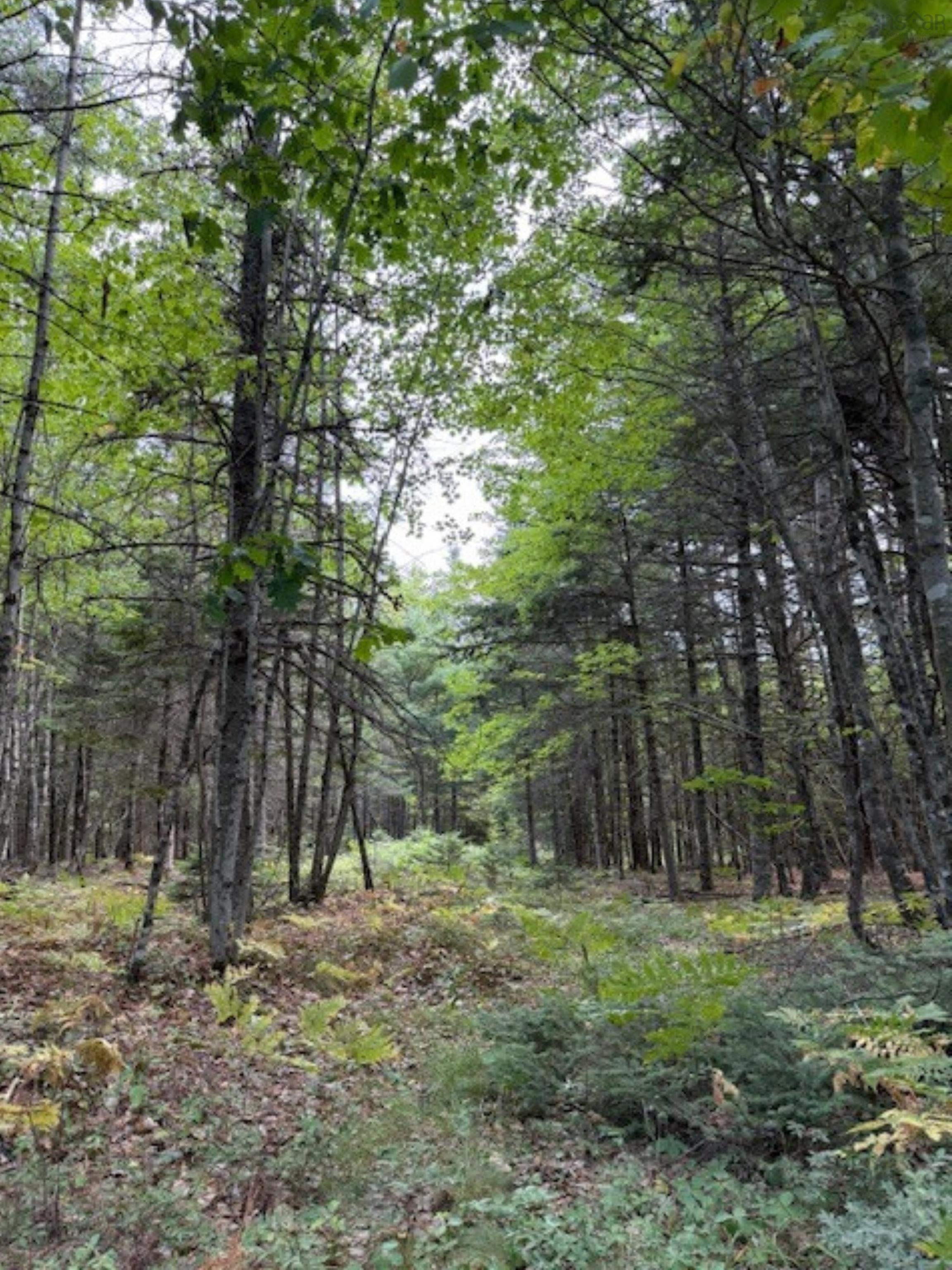 $59,900.00: Lot Morton Road, Barss Corner