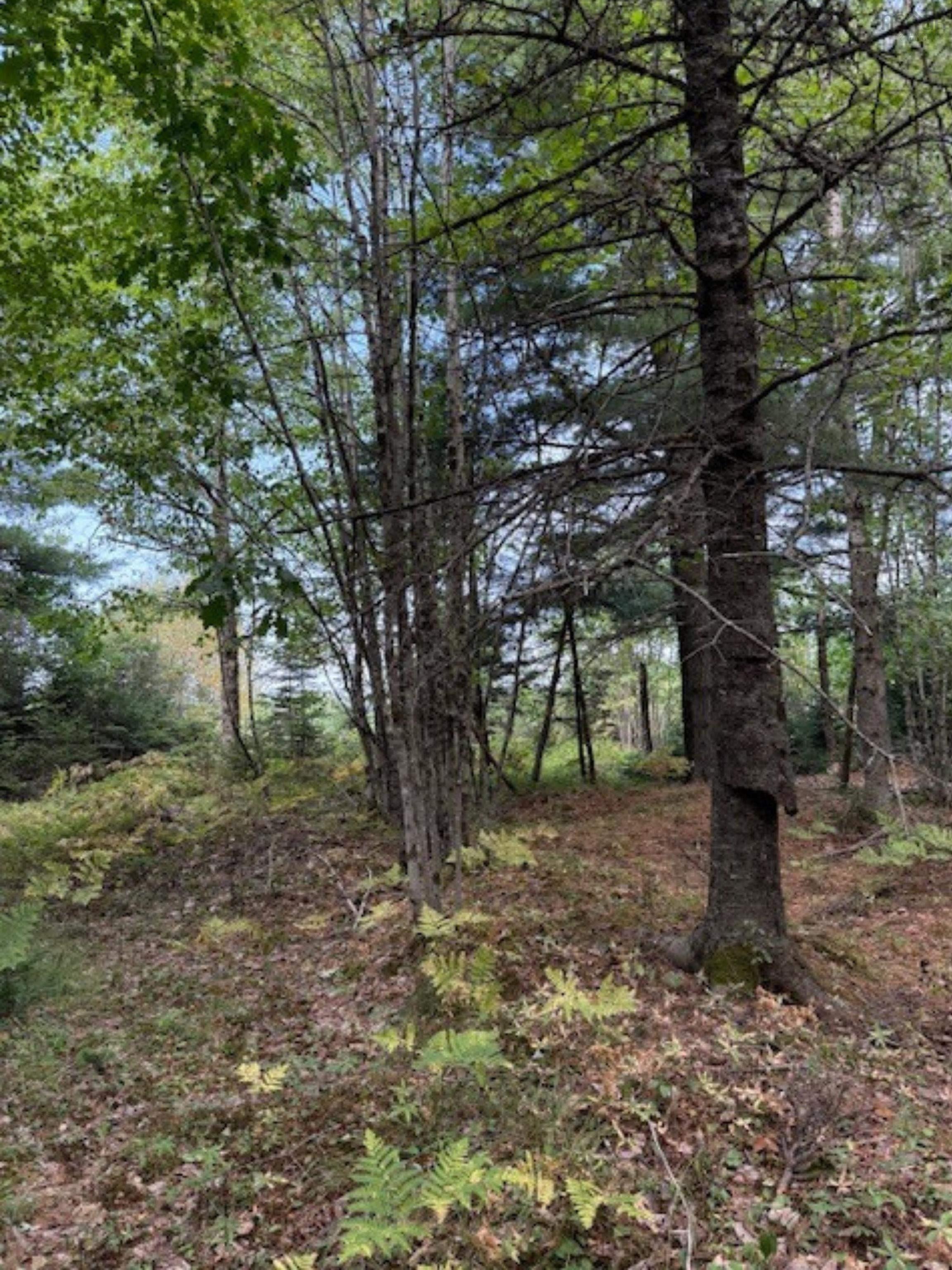 $59,900.00: Lot Morton Road, Barss Corner