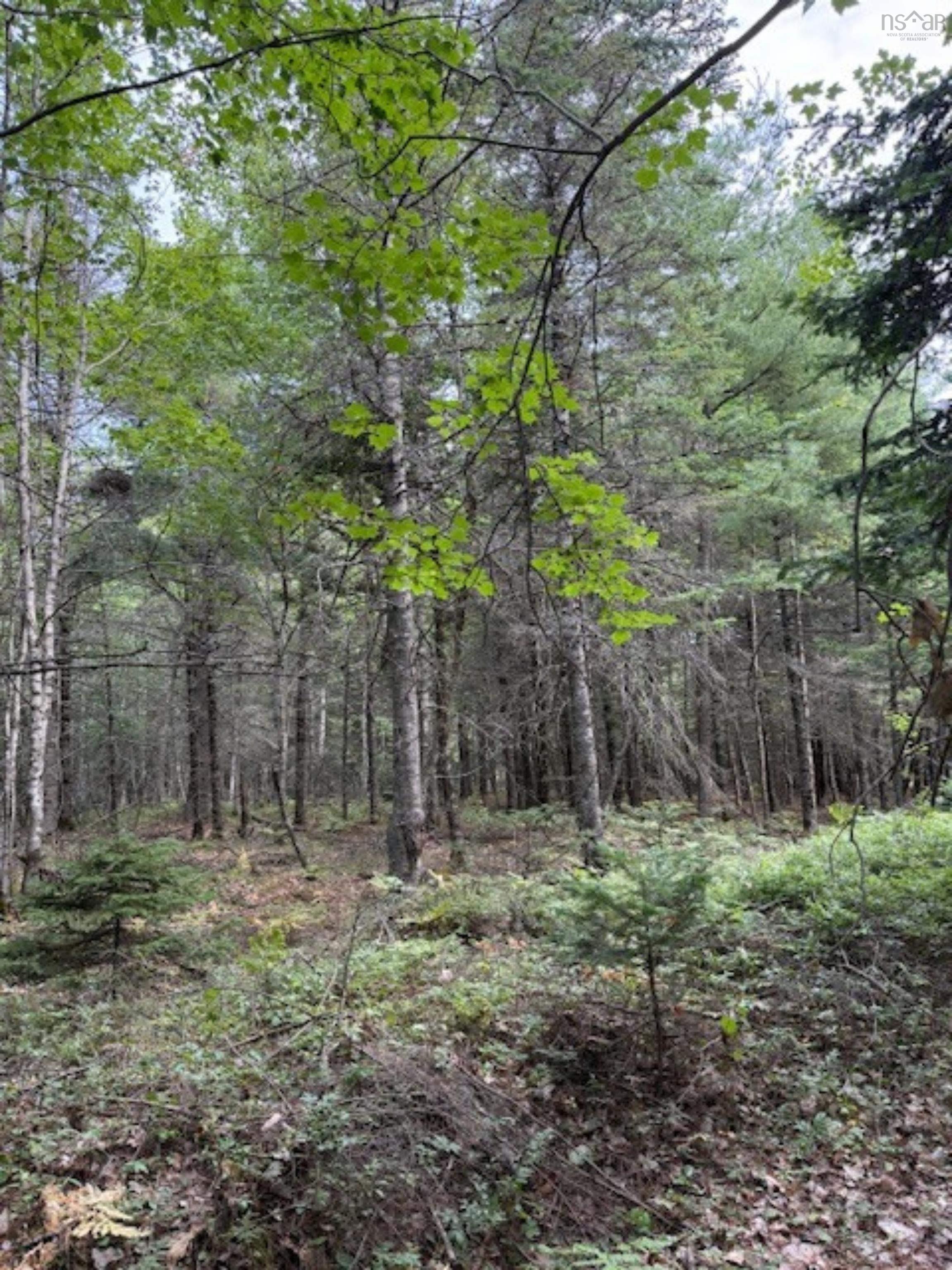 $59,900.00: Lot Morton Road, Barss Corner