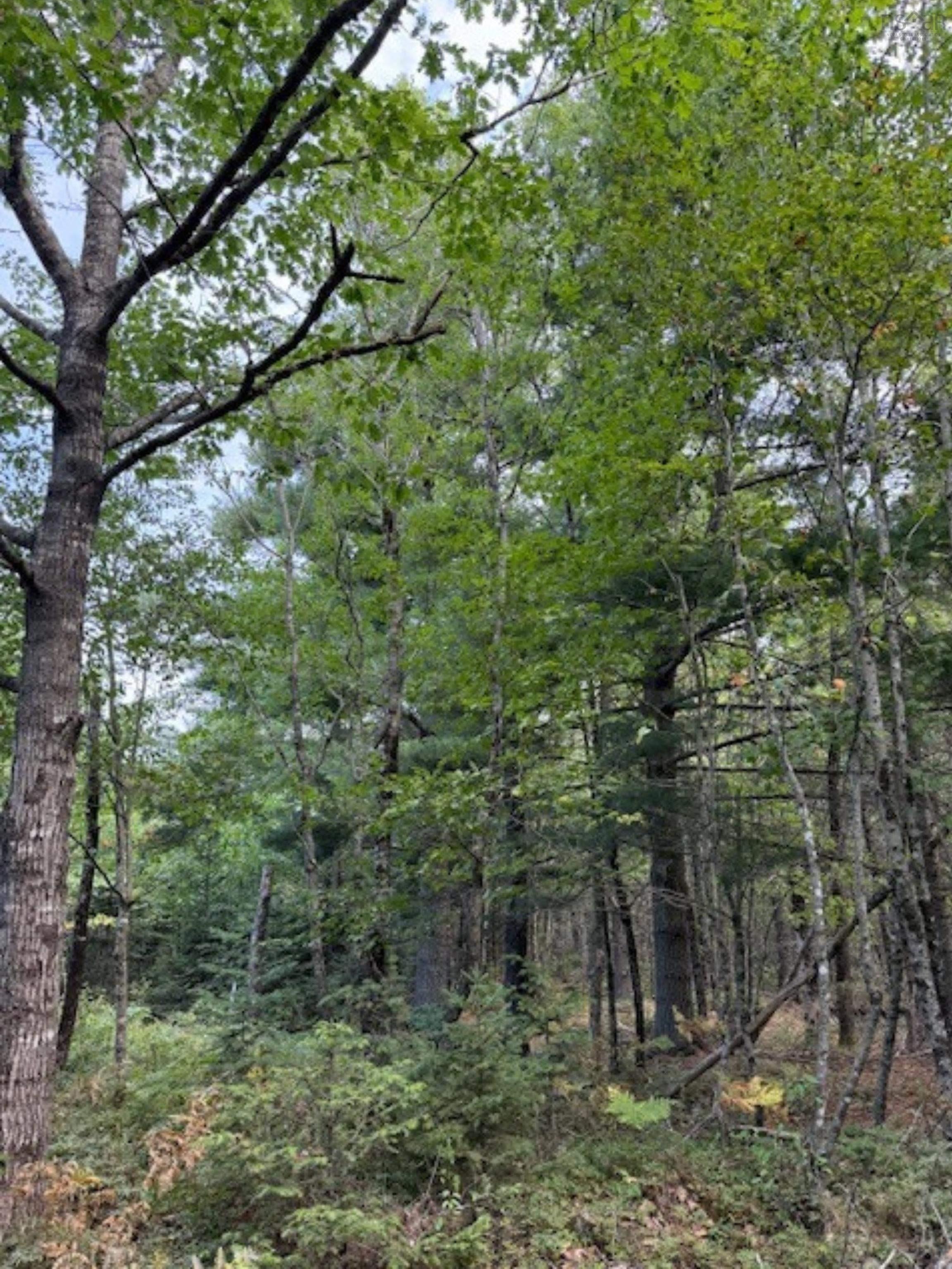 $59,900.00: Lot Morton Road, Barss Corner