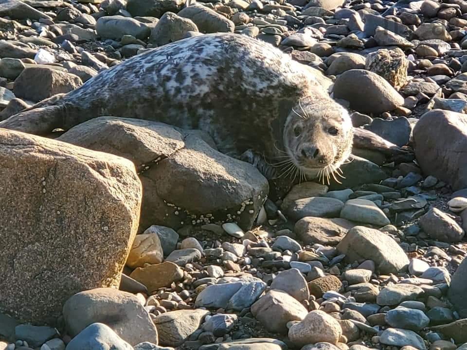 $649,999.00: 8865 8869 Hwy 101 Highway, Brighton