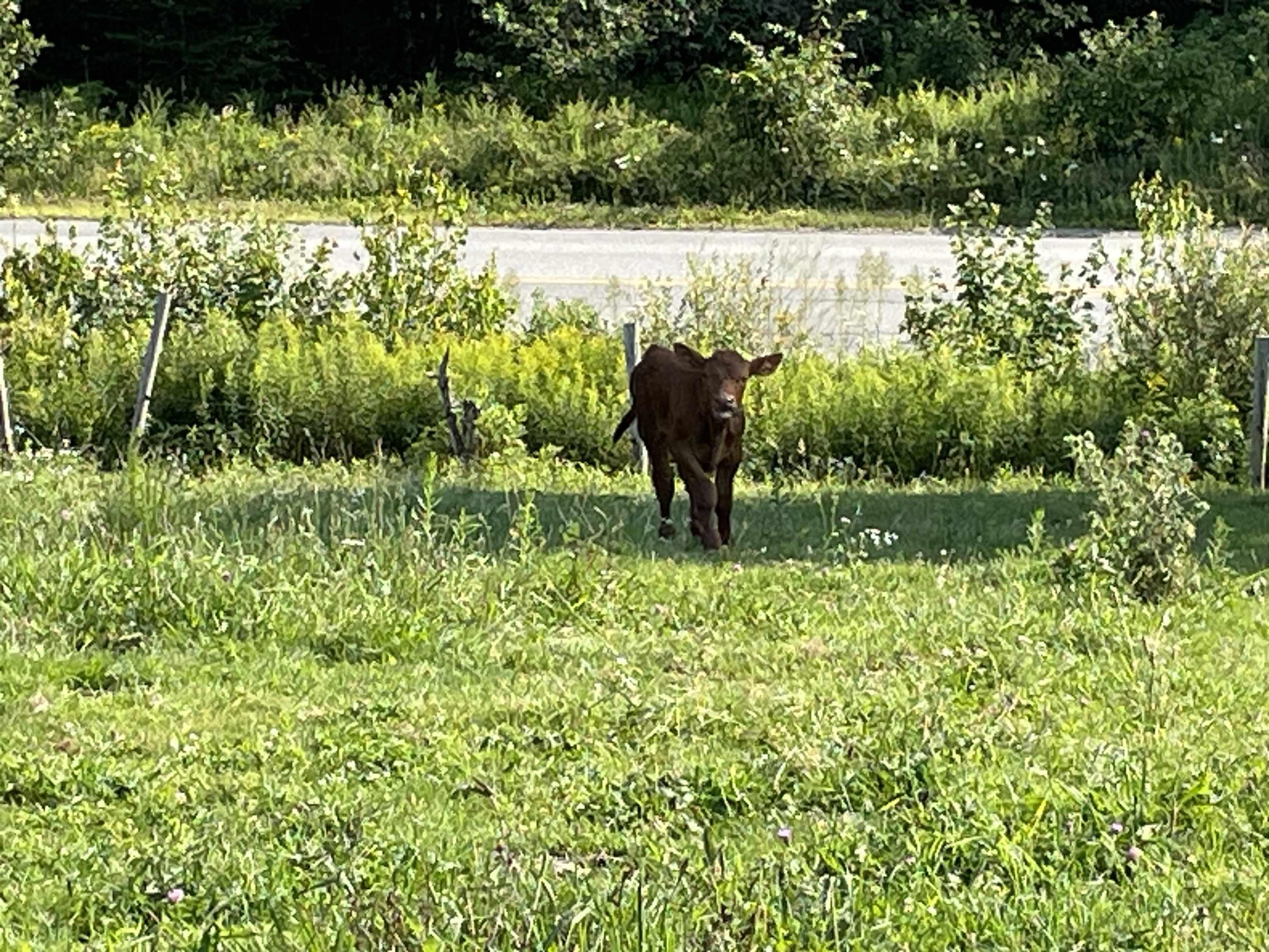 $549,900.00: 550 Lower Branch Road, Lower Branch