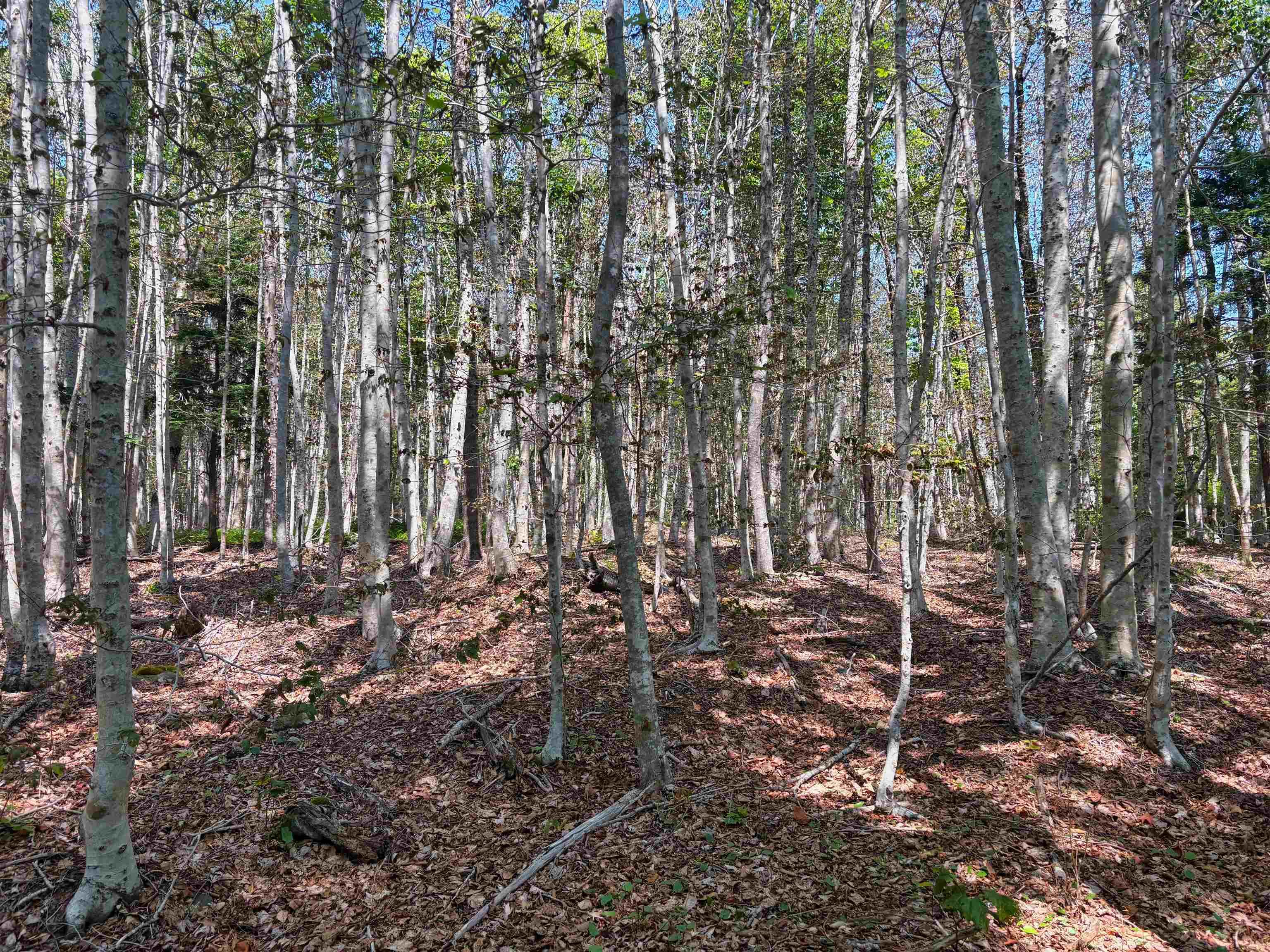 $35,000.00: Lot 6 Crouse Settlement Road, Italy Cross