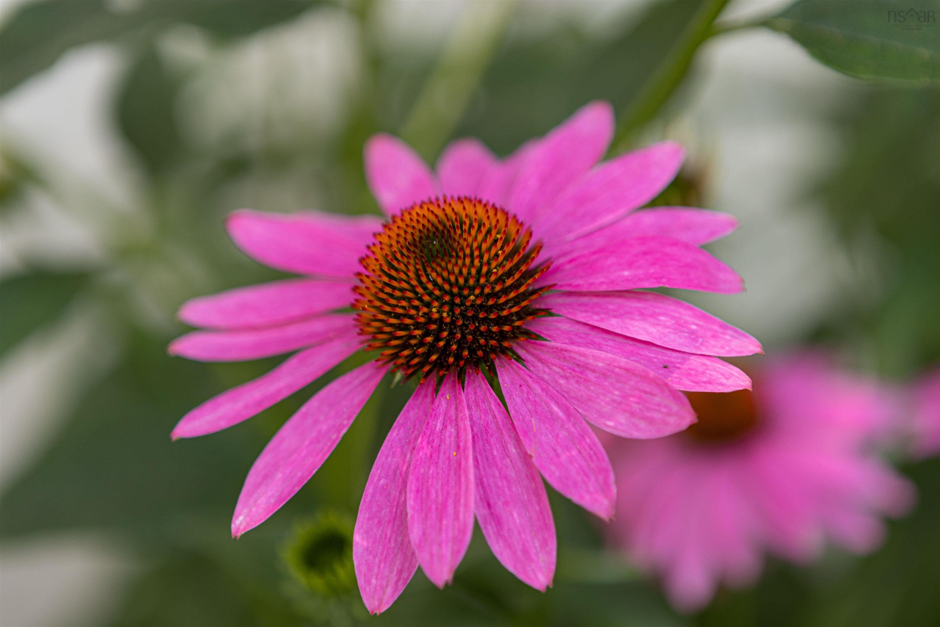 $472,500.00: 100 Lancaster Drive, Dartmouth