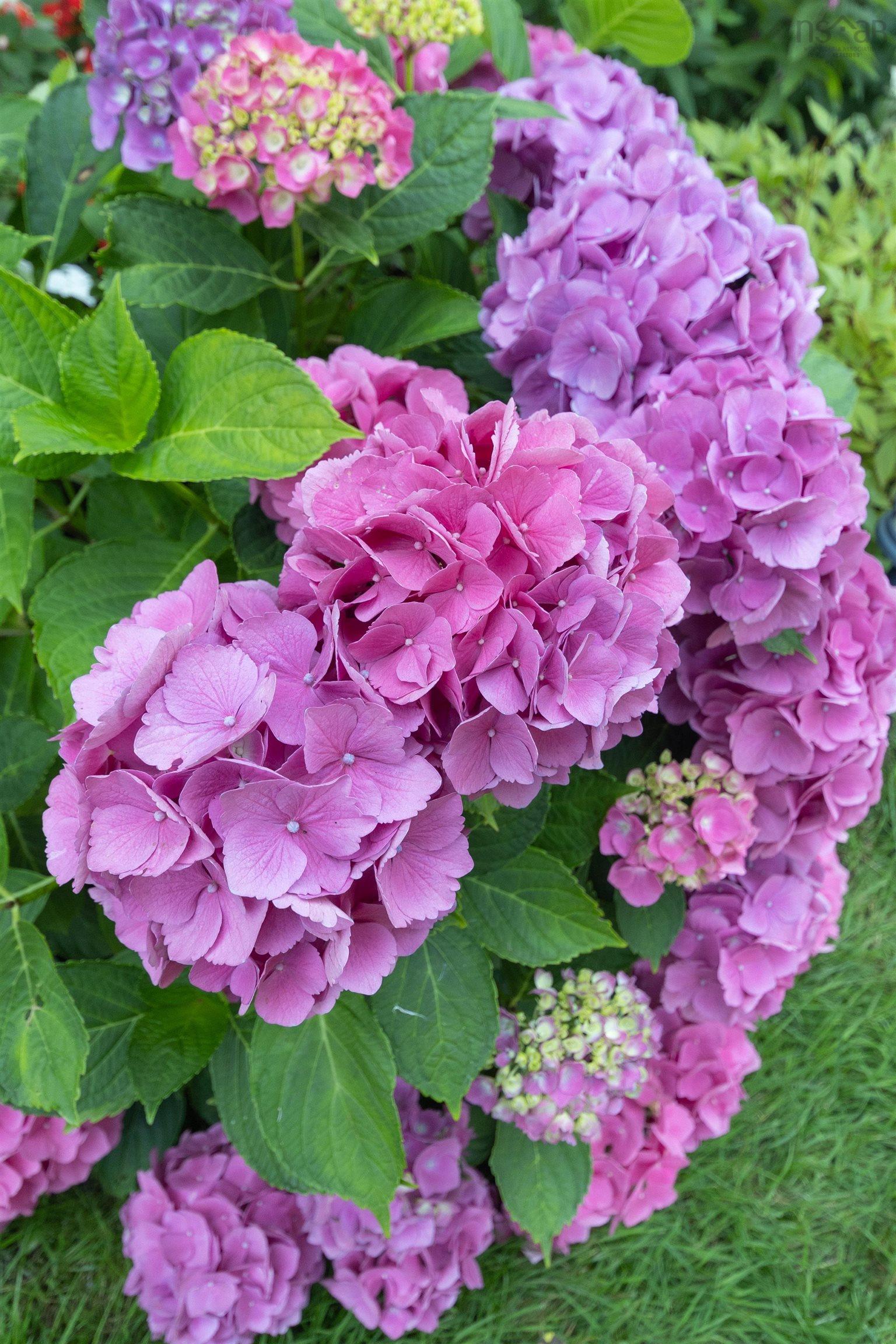 $472,500.00: 100 Lancaster Drive, Dartmouth