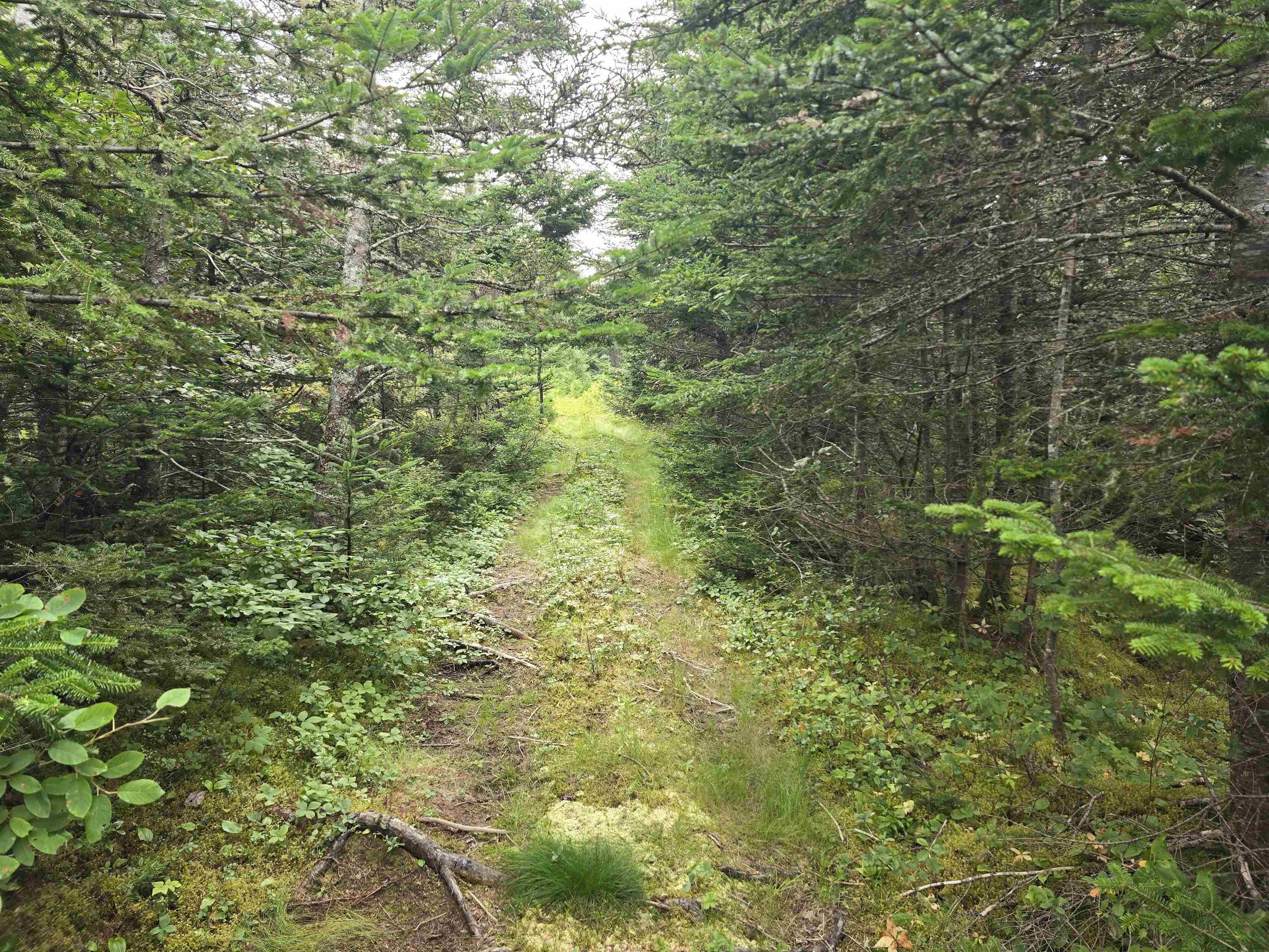 $49,900.00: Lot 1 Hapes Point Road, Ecum Secum