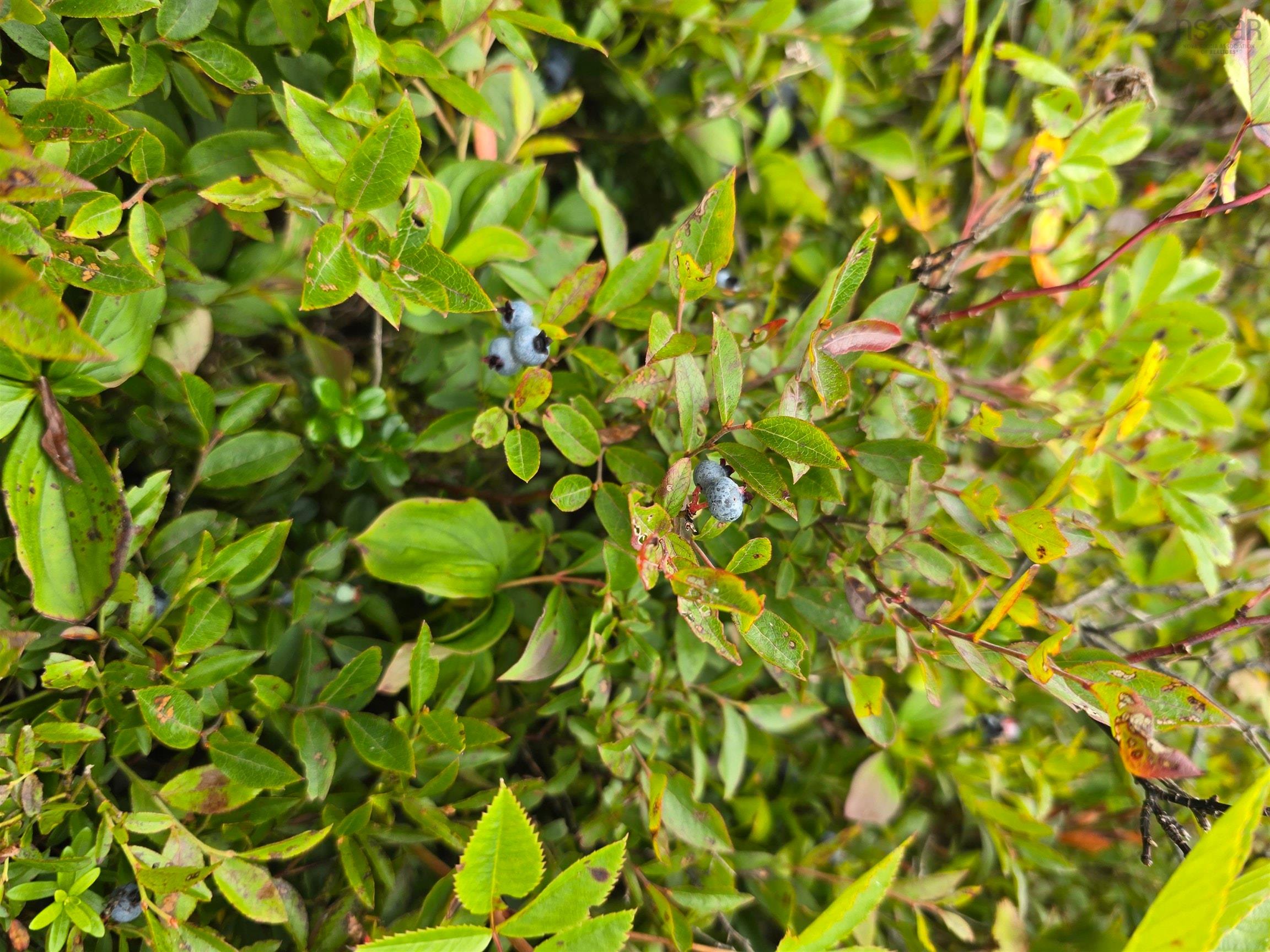 $49,900.00: Lot 1 Hapes Point Road, Ecum Secum