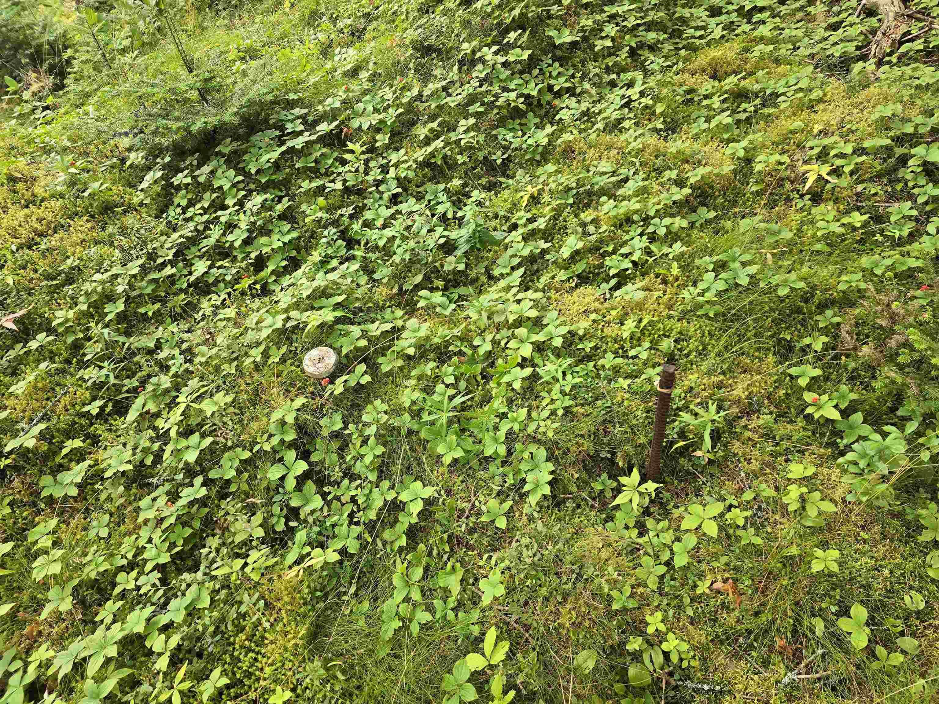 $49,900.00: Lot 1 Hapes Point Road, Ecum Secum