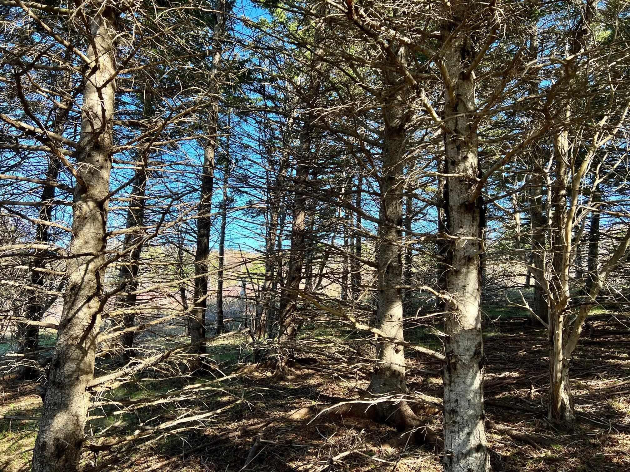 $124,900.00: 11838 Cabot Trail, Cap Le Moine