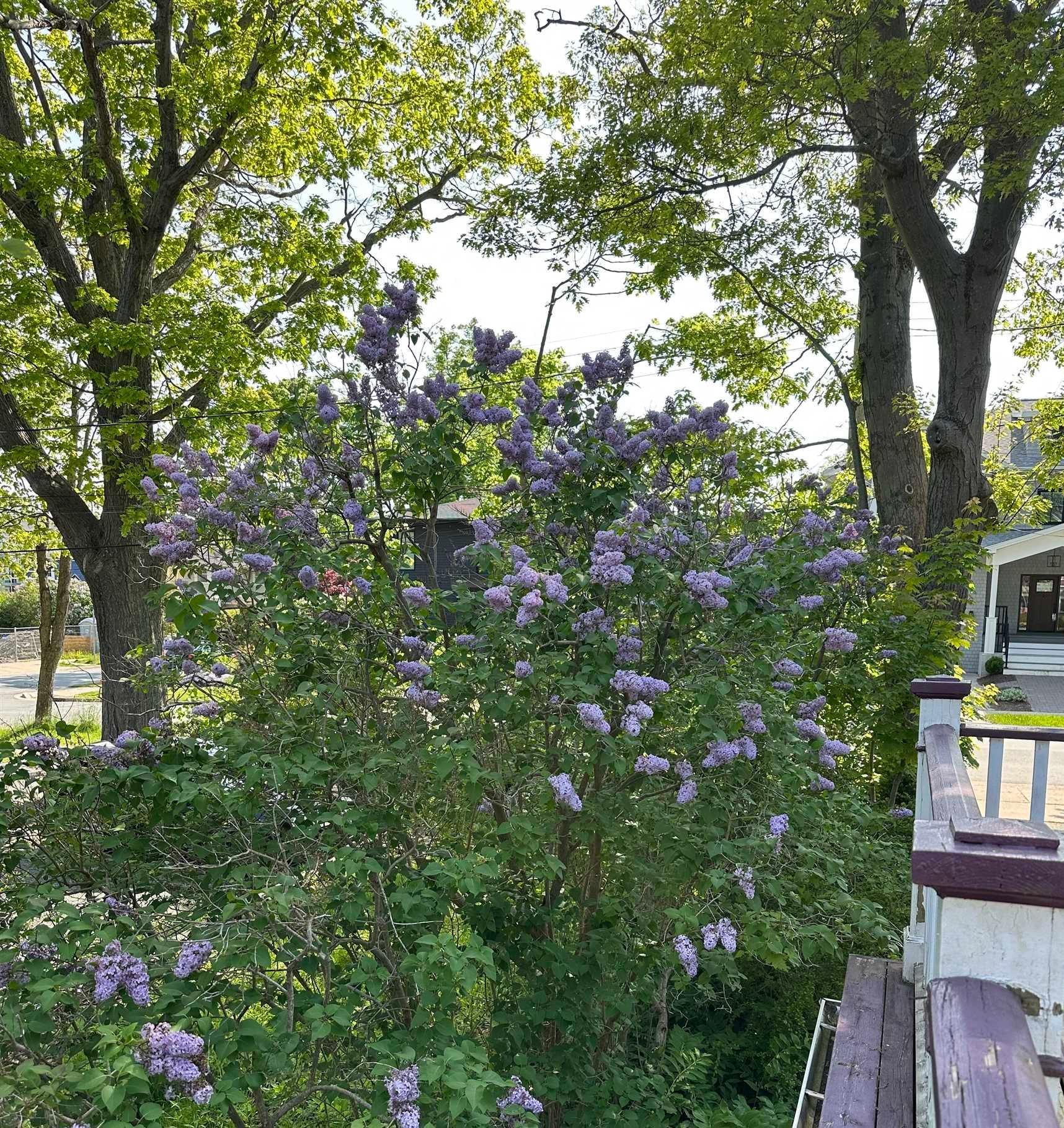 1123/1121 Cartaret Street, Halifax, NS (MLS 202521329)