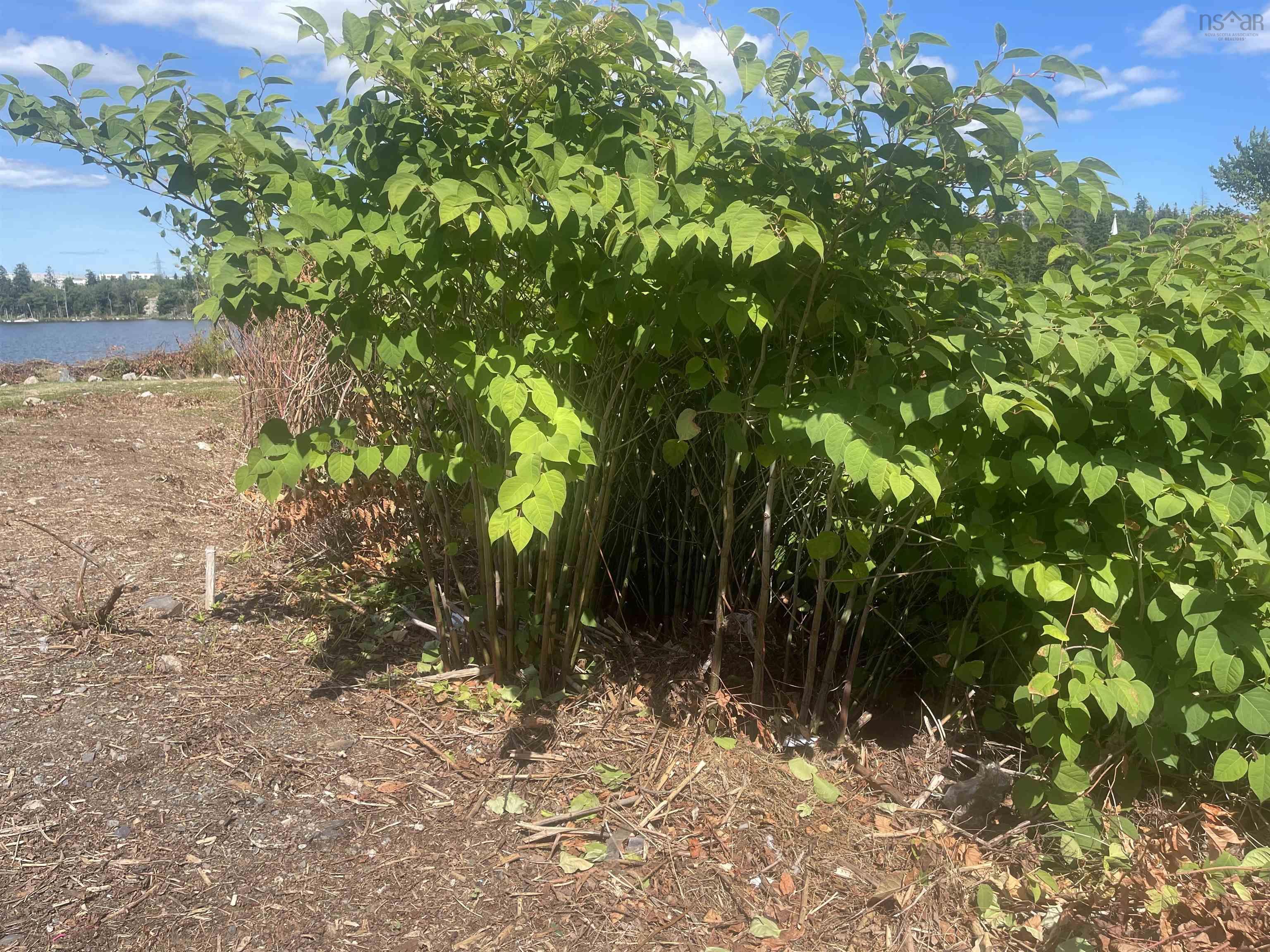 1203 St Margaret's Bay Road, Timberlea, NS (MLS 202521470)