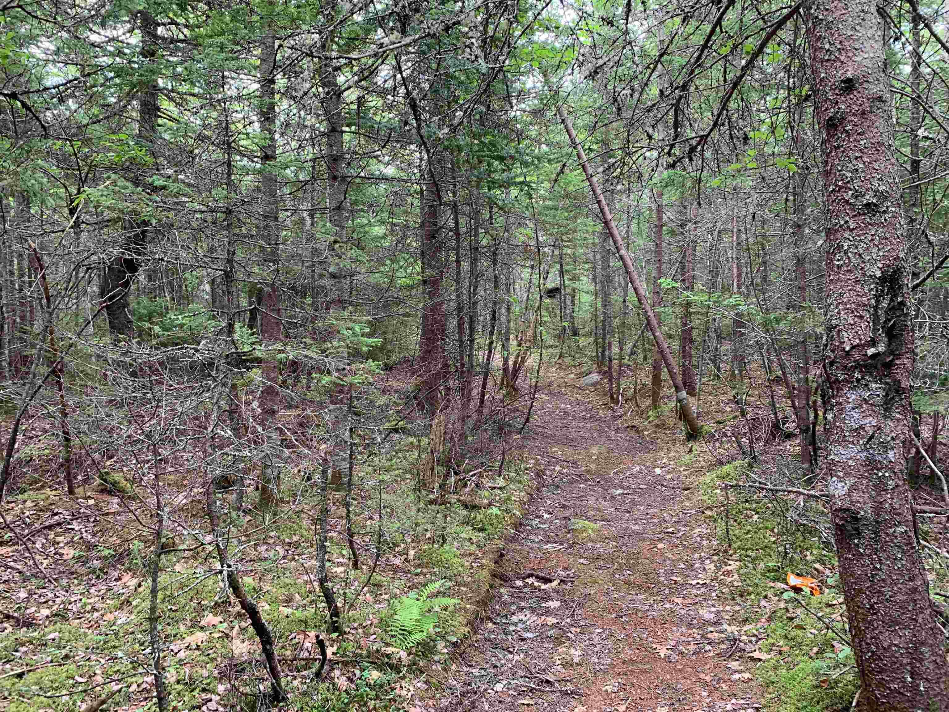 34 Balsam Street, Beechville, NS (MLS 202525395)