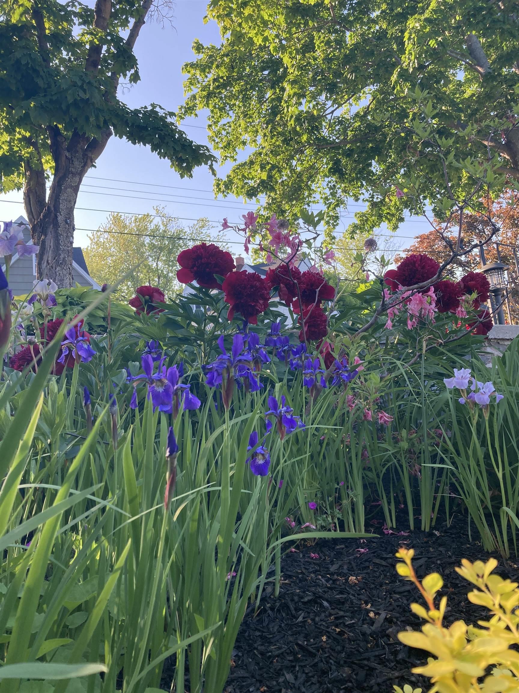 15 Lakeview Avenue, Dartmouth, NS (MLS 202525606)