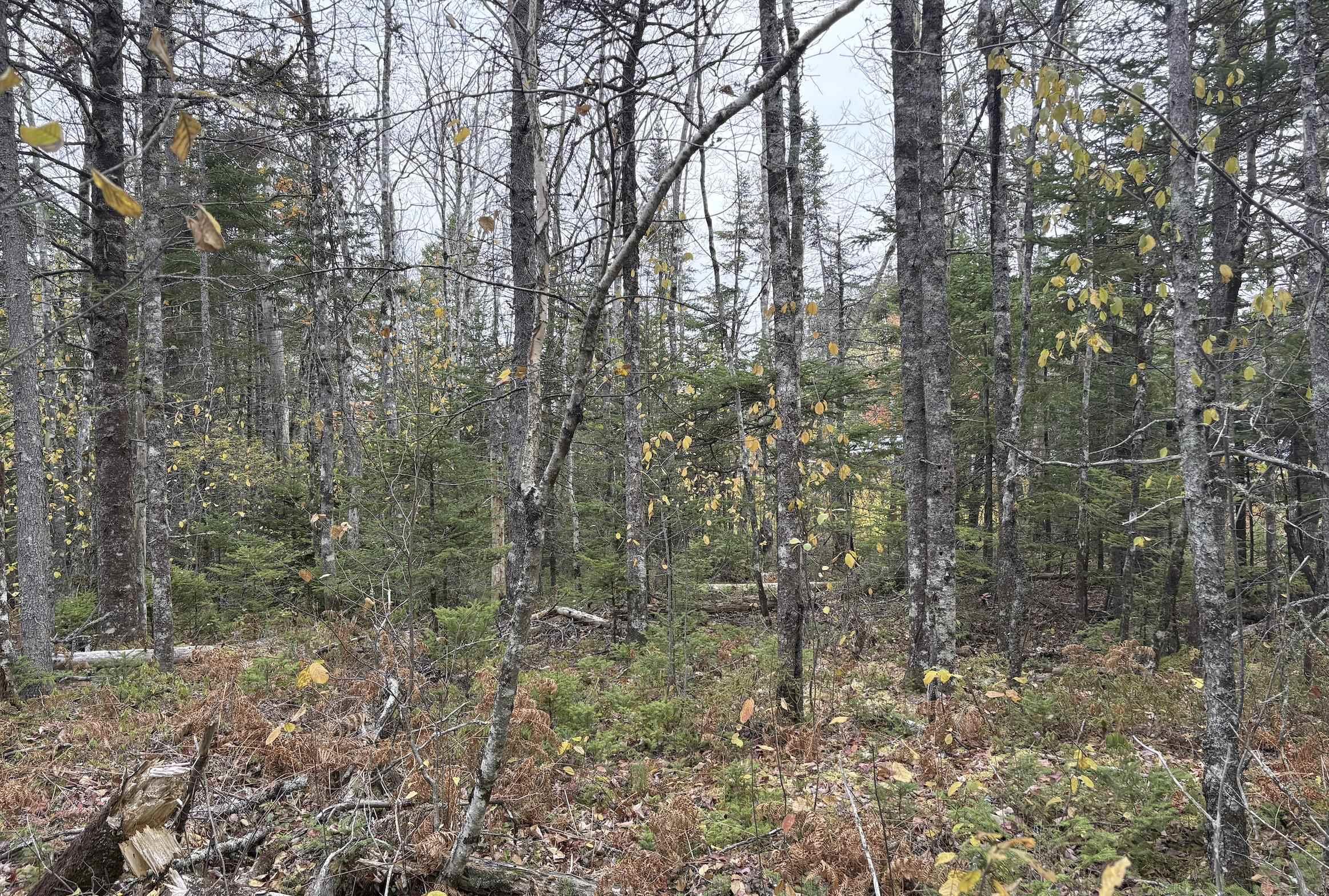 $25,000.00: Lot 2 Highway 8, Harmony