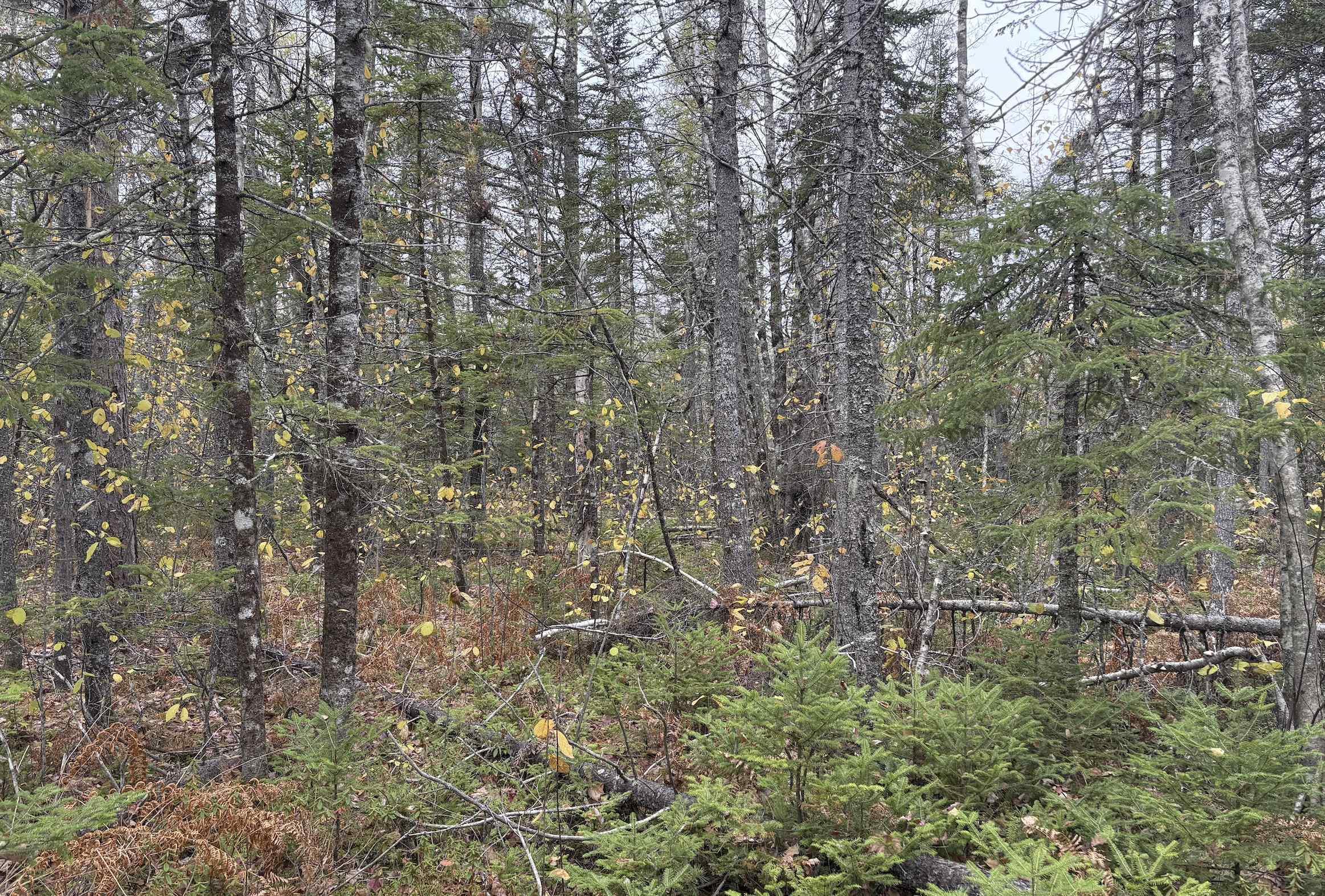 $25,000.00: Lot 2 Highway 8, Harmony