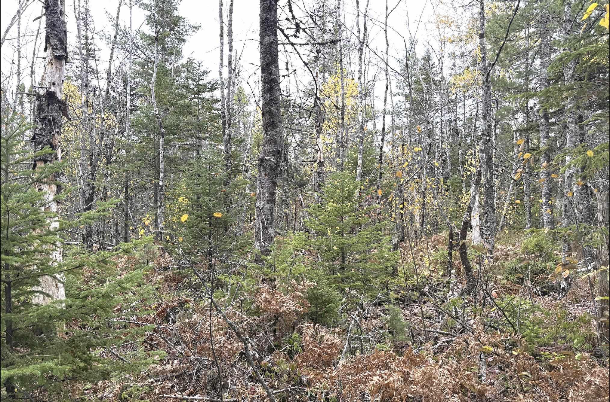 $25,000.00: Lot 2 Highway 8, Harmony