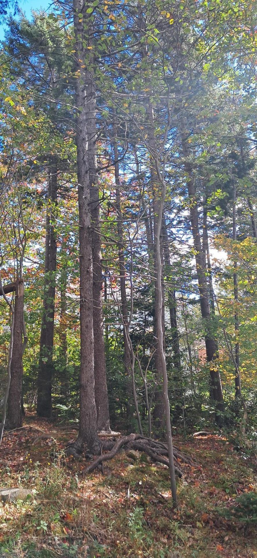 89 Lincoln Cross, Halifax, NS (MLS 202526555)