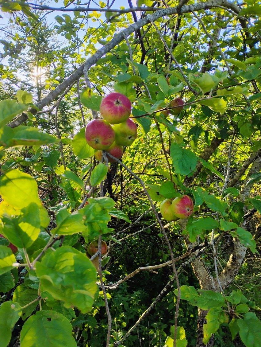 Acreage Highway No 7, Harrigan Cove, NS (MLS 202526692)